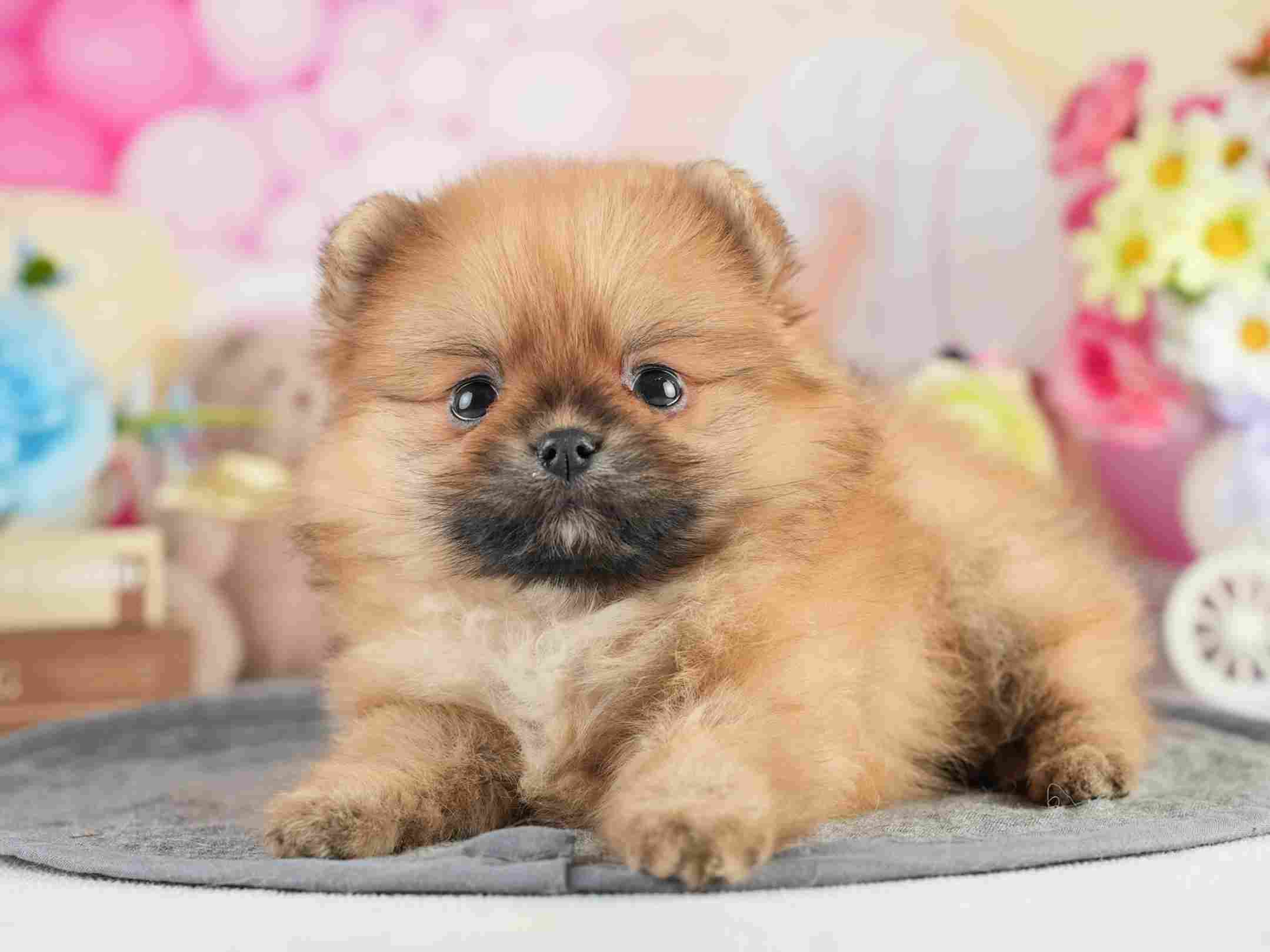 ポメラニアン | 女の子 | オレンジ | 2026年2月4日