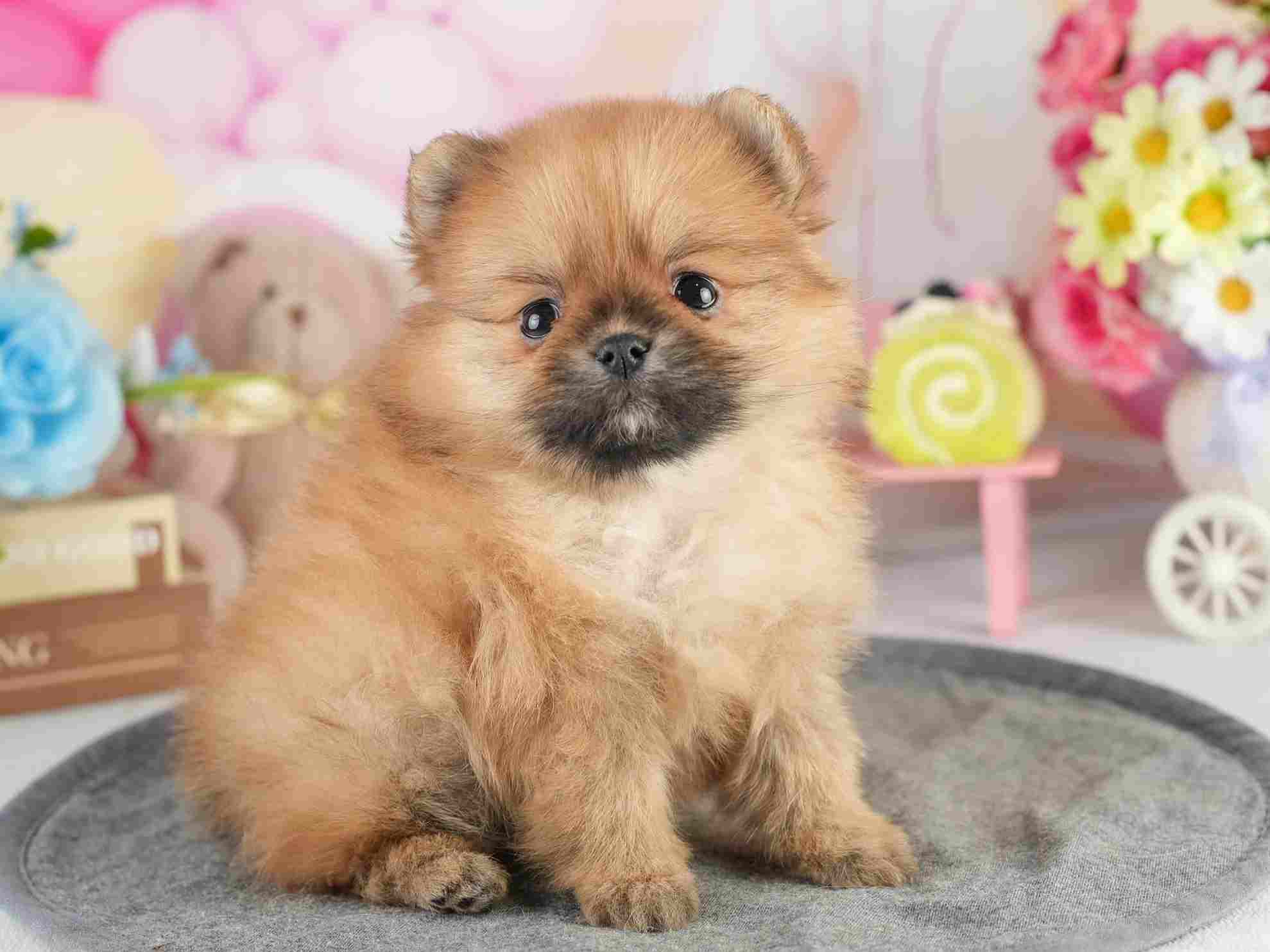 ポメラニアン | 女の子 | オレンジ | 2026年2月4日