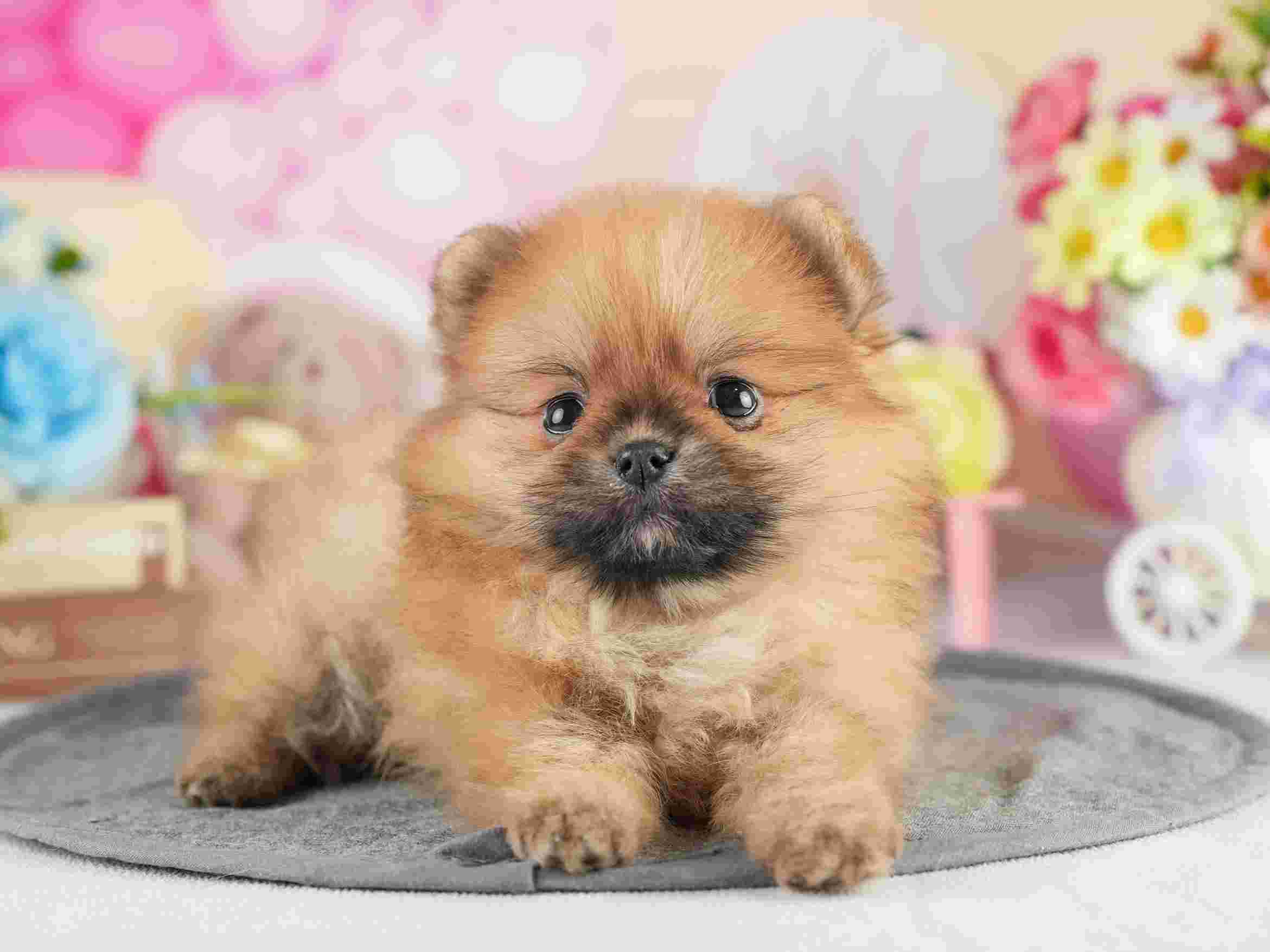 ポメラニアン | 女の子 | オレンジ | 2026年2月4日