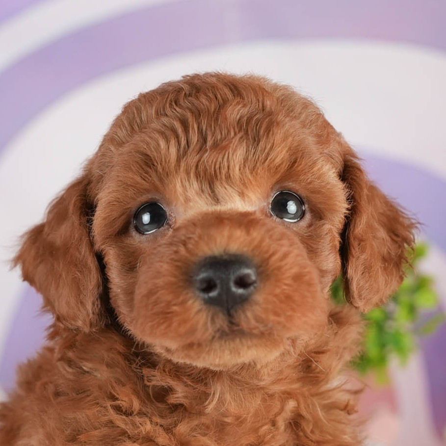 トイ・プードル | 男の子 | レッド | 2026年2月5日