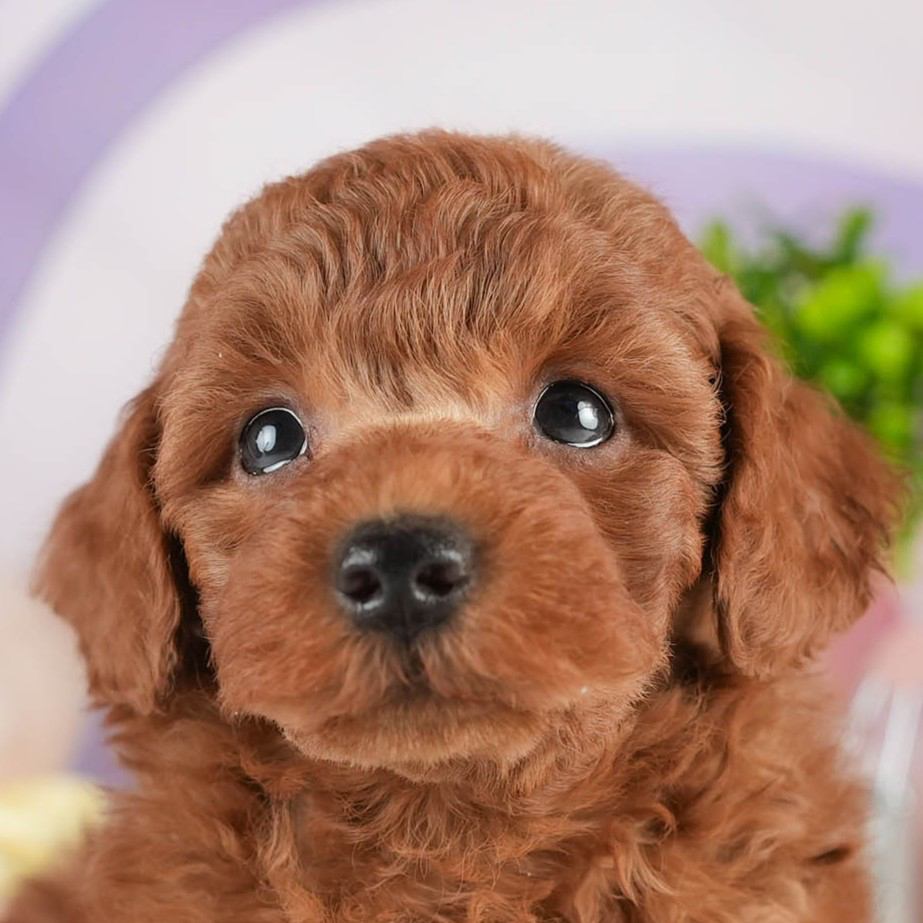 トイ・プードル | 男の子 | レッド | 2026年2月5日