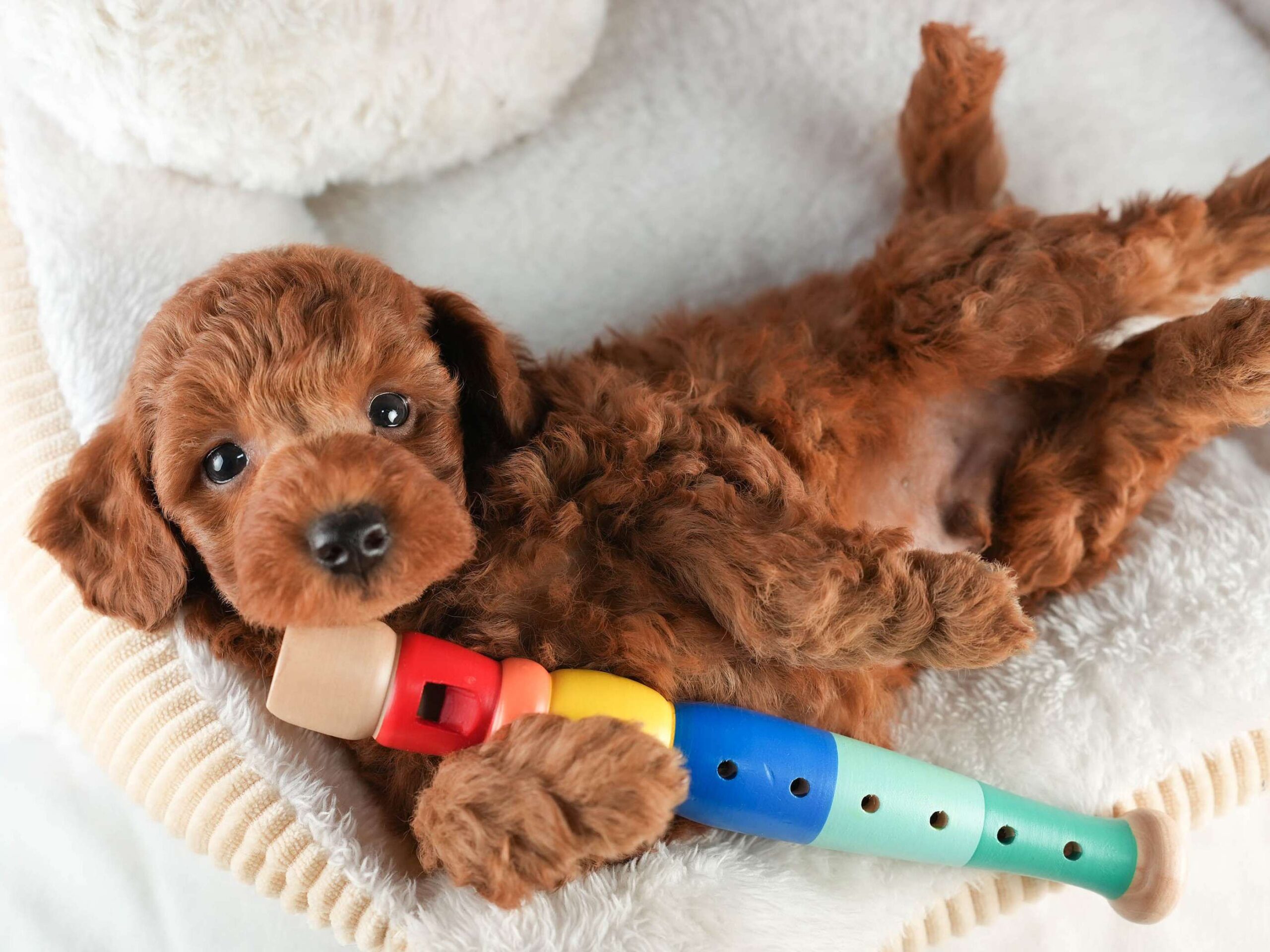 トイ・プードル | 男の子 | レッド | 2026年2月5日