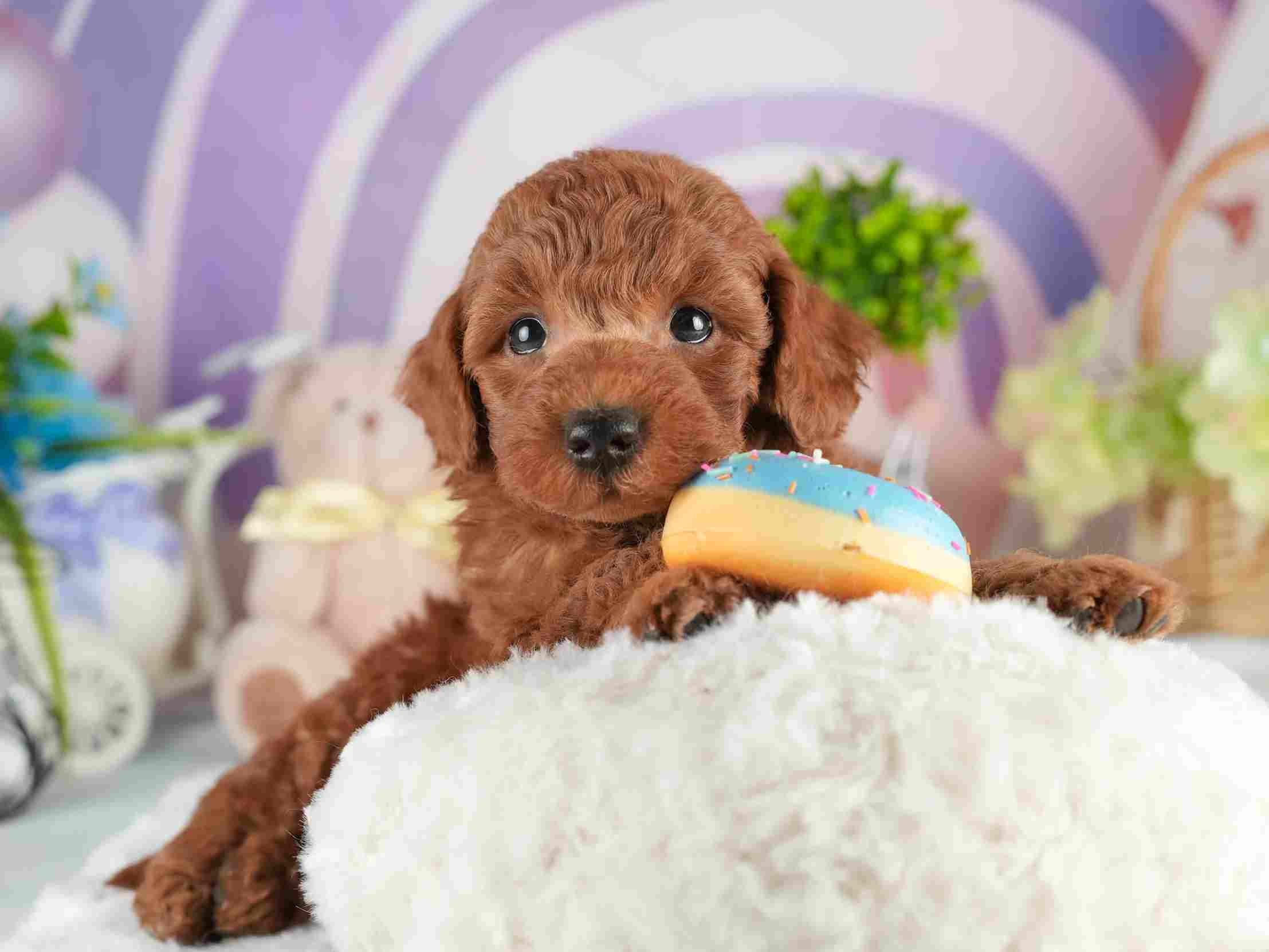 トイ・プードル | 男の子 | レッド | 2026年2月5日