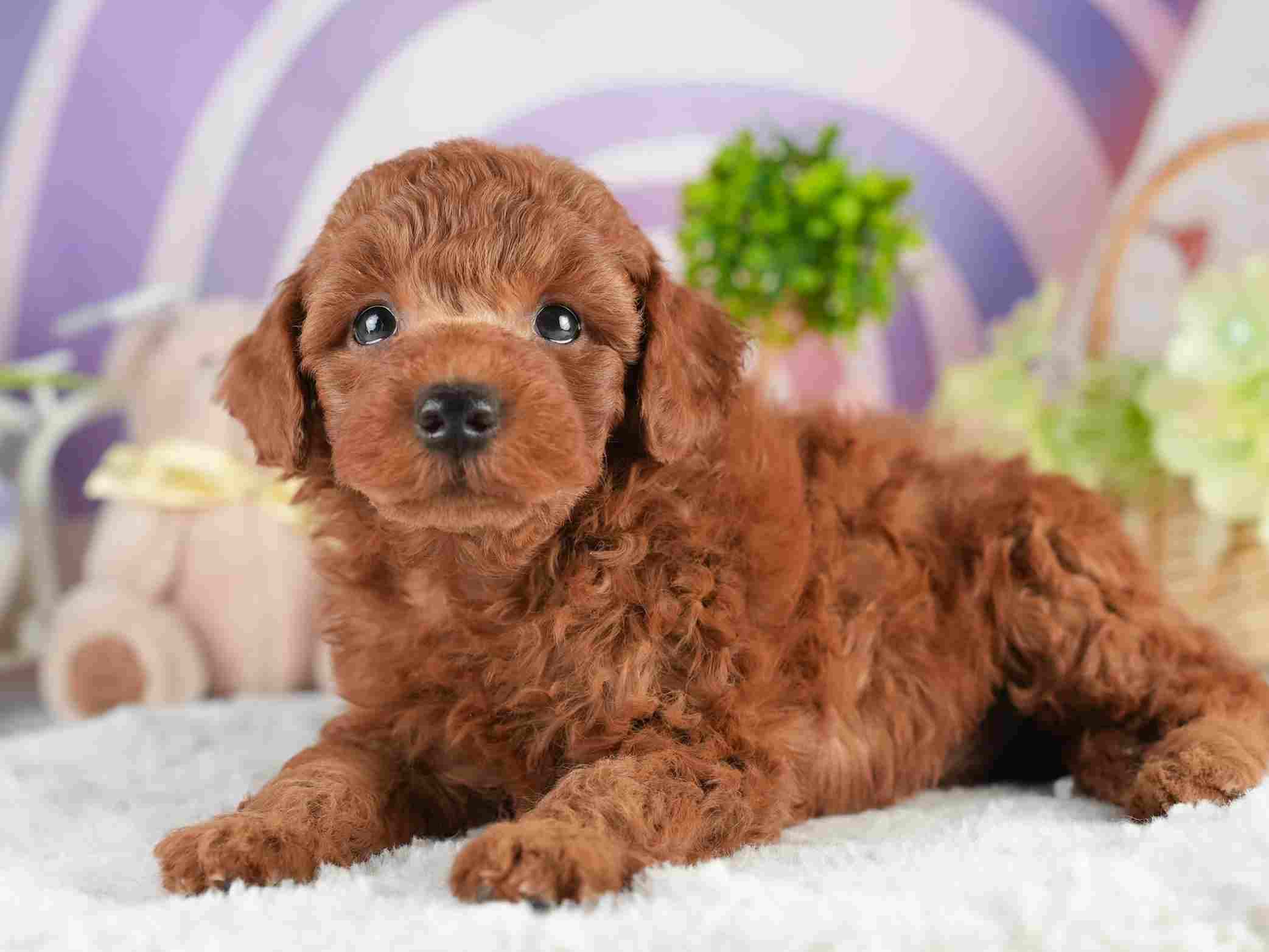 トイ・プードル | 男の子 | レッド | 2026年2月5日