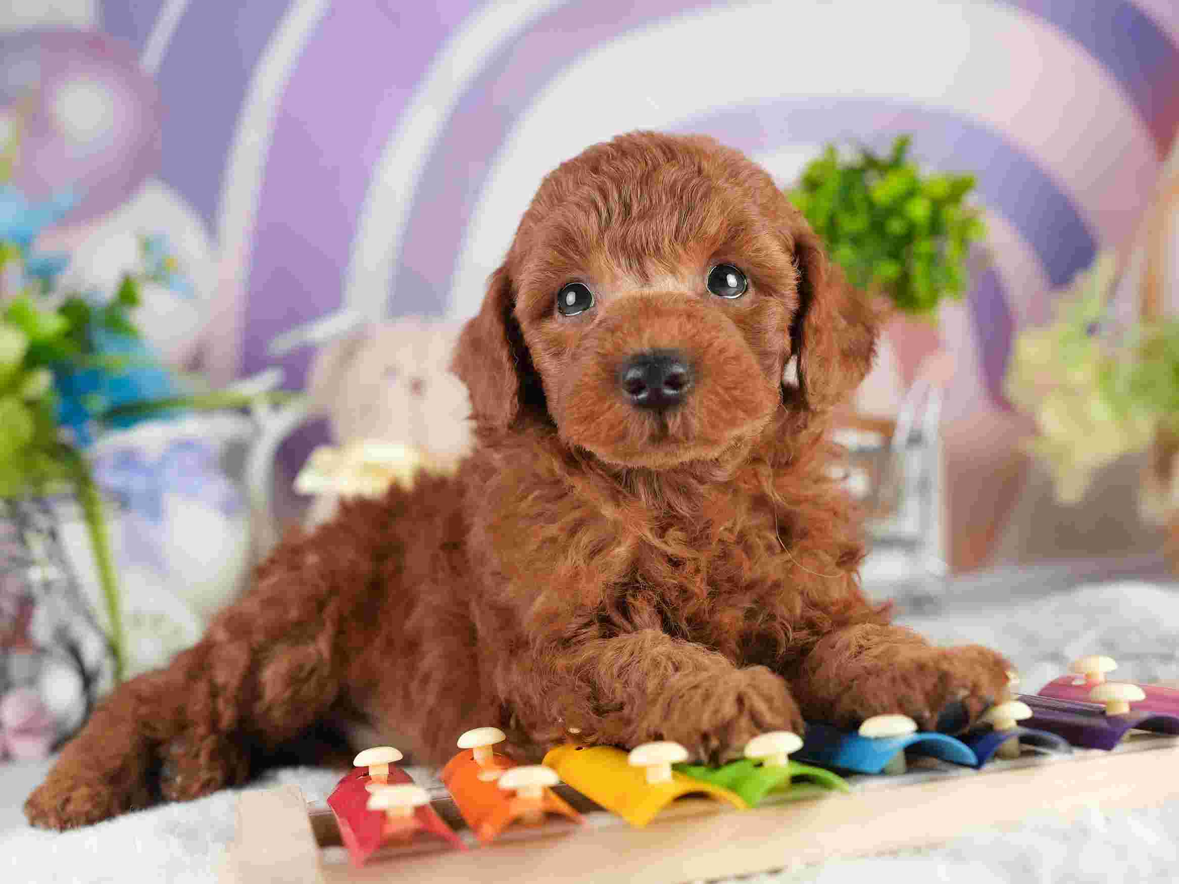 トイ・プードル | 男の子 | レッド | 2026年2月5日