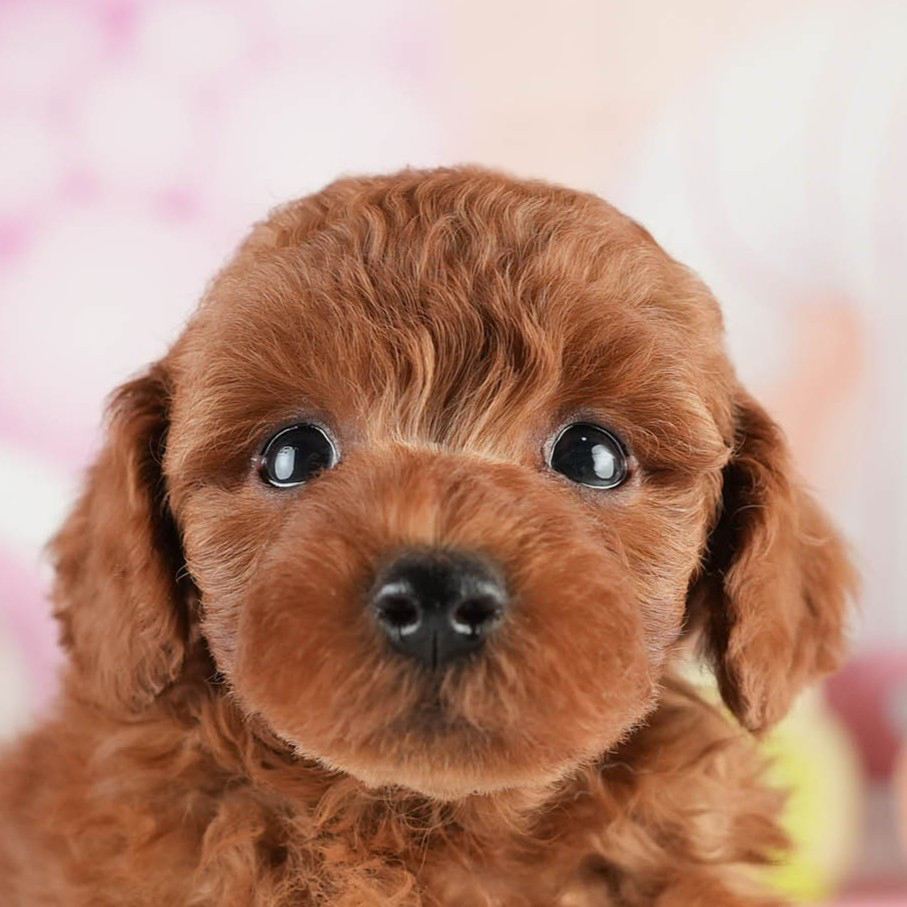 トイ・プードル | 男の子 | レッド | 2026年2月5日