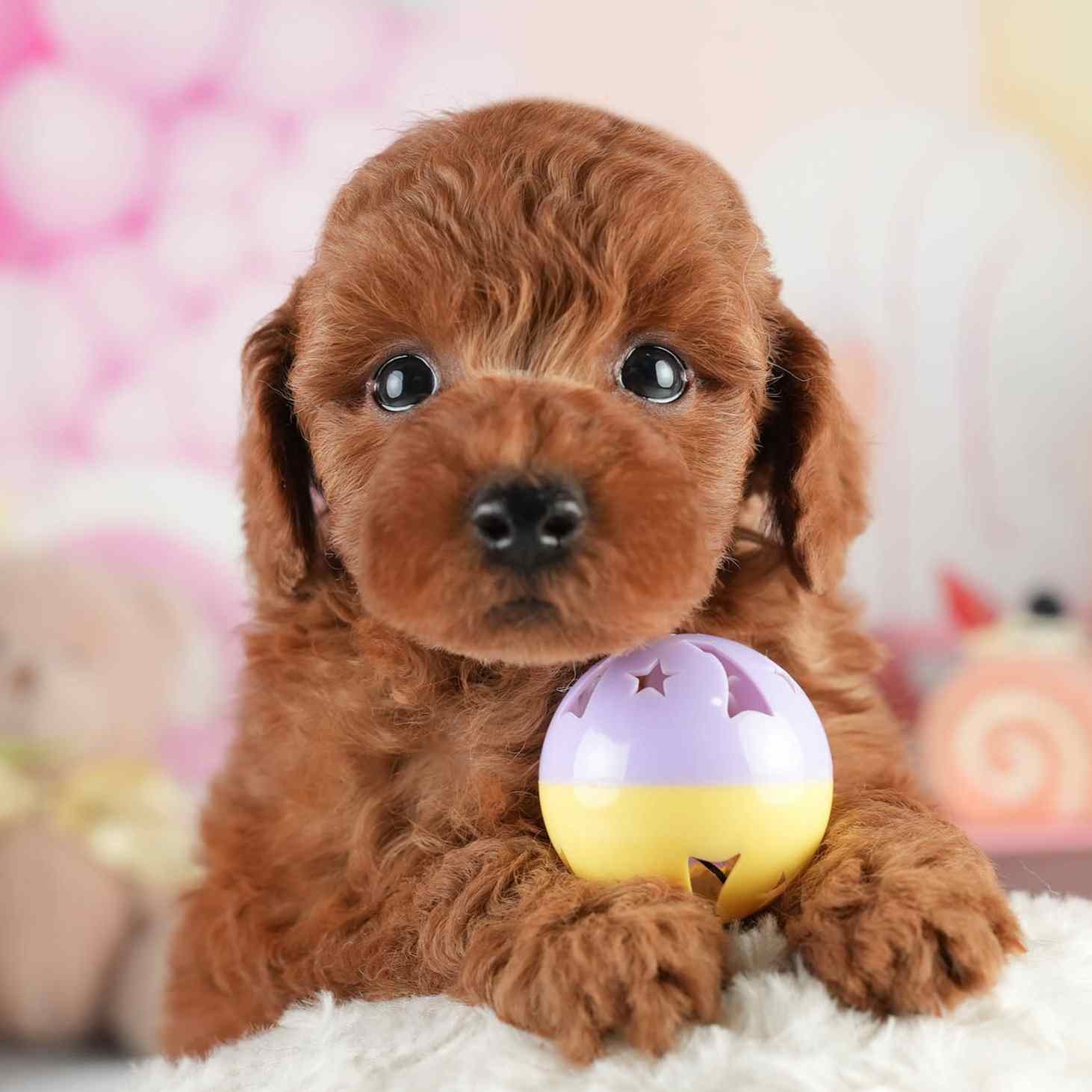 トイ・プードル | 男の子 | レッド | 2026年2月5日