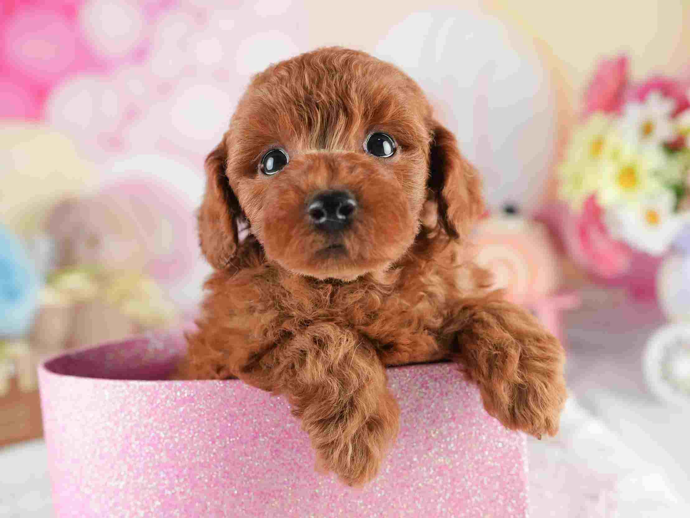 トイ・プードル | 男の子 | レッド | 2026年2月5日