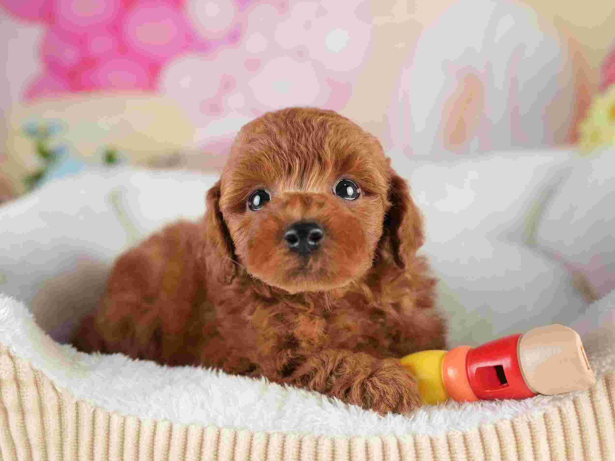 トイ・プードル | 男の子 | レッド | 2026年2月5日