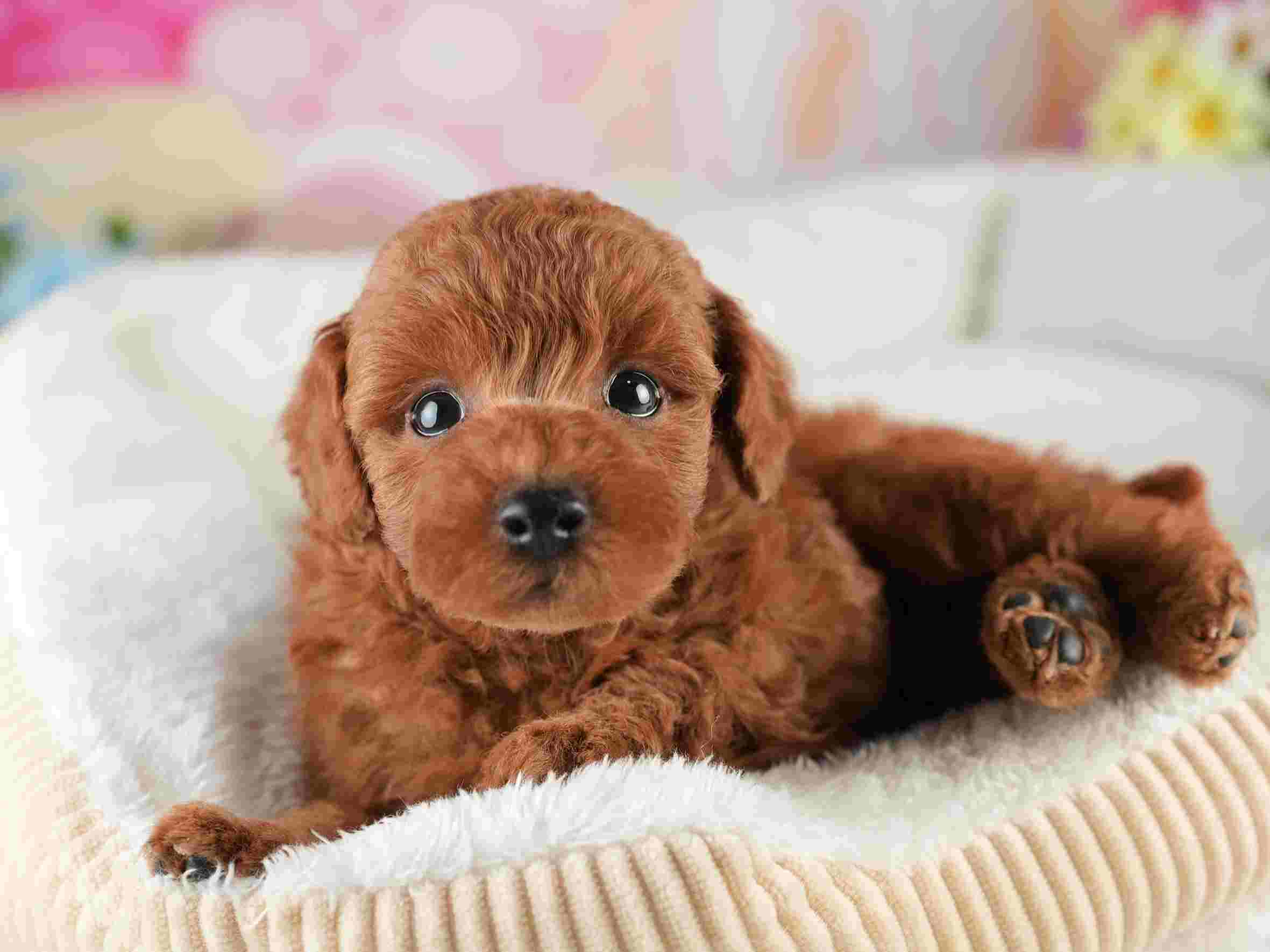 トイ・プードル | 男の子 | レッド | 2026年2月5日