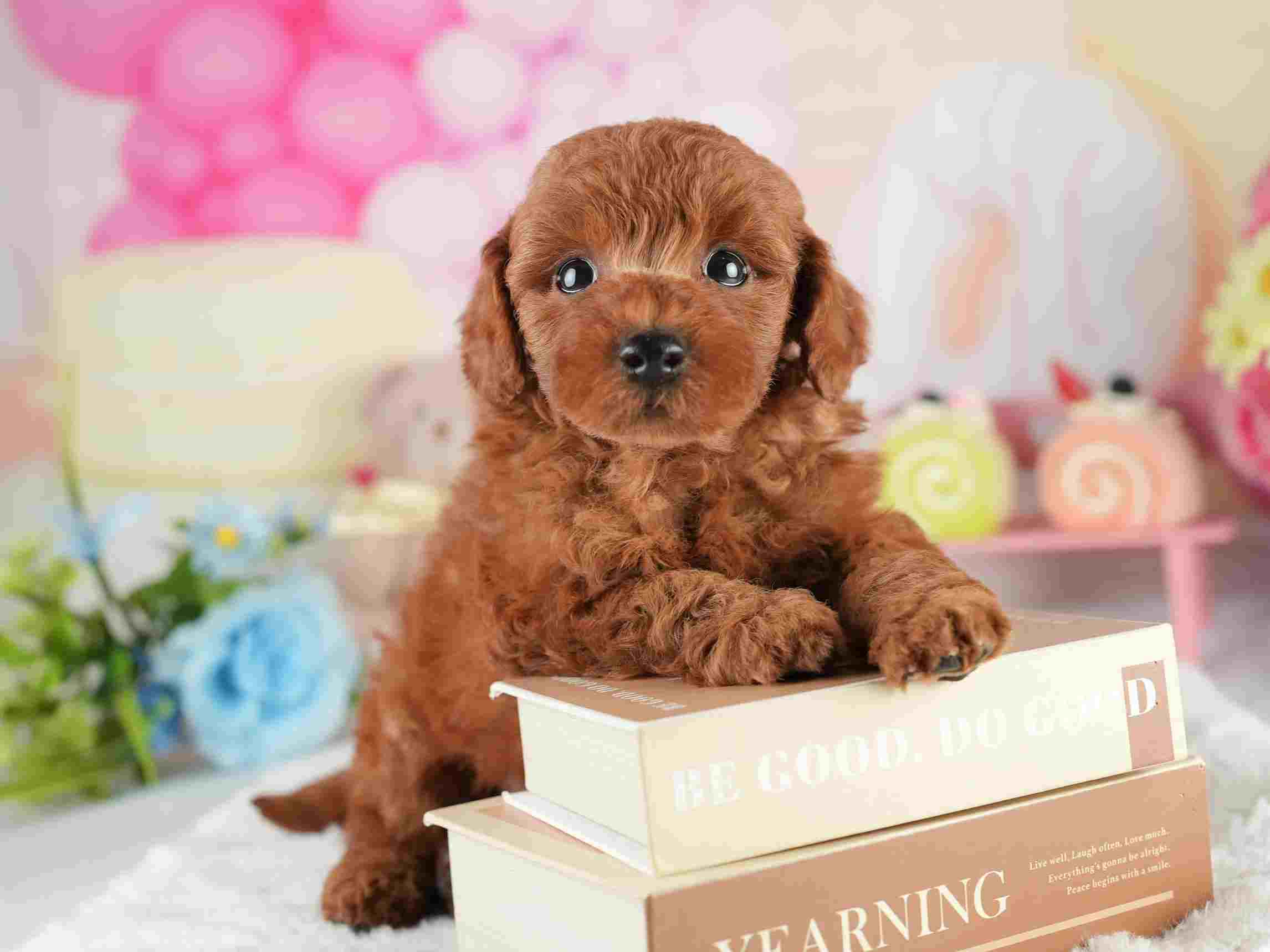 トイ・プードル | 男の子 | レッド | 2026年2月5日