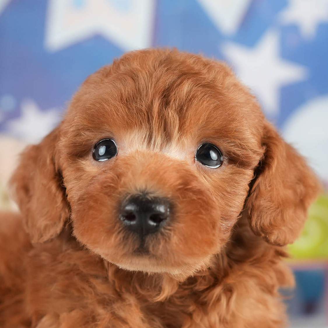 トイ・プードル | 男の子 | レッド | 2026年2月5日