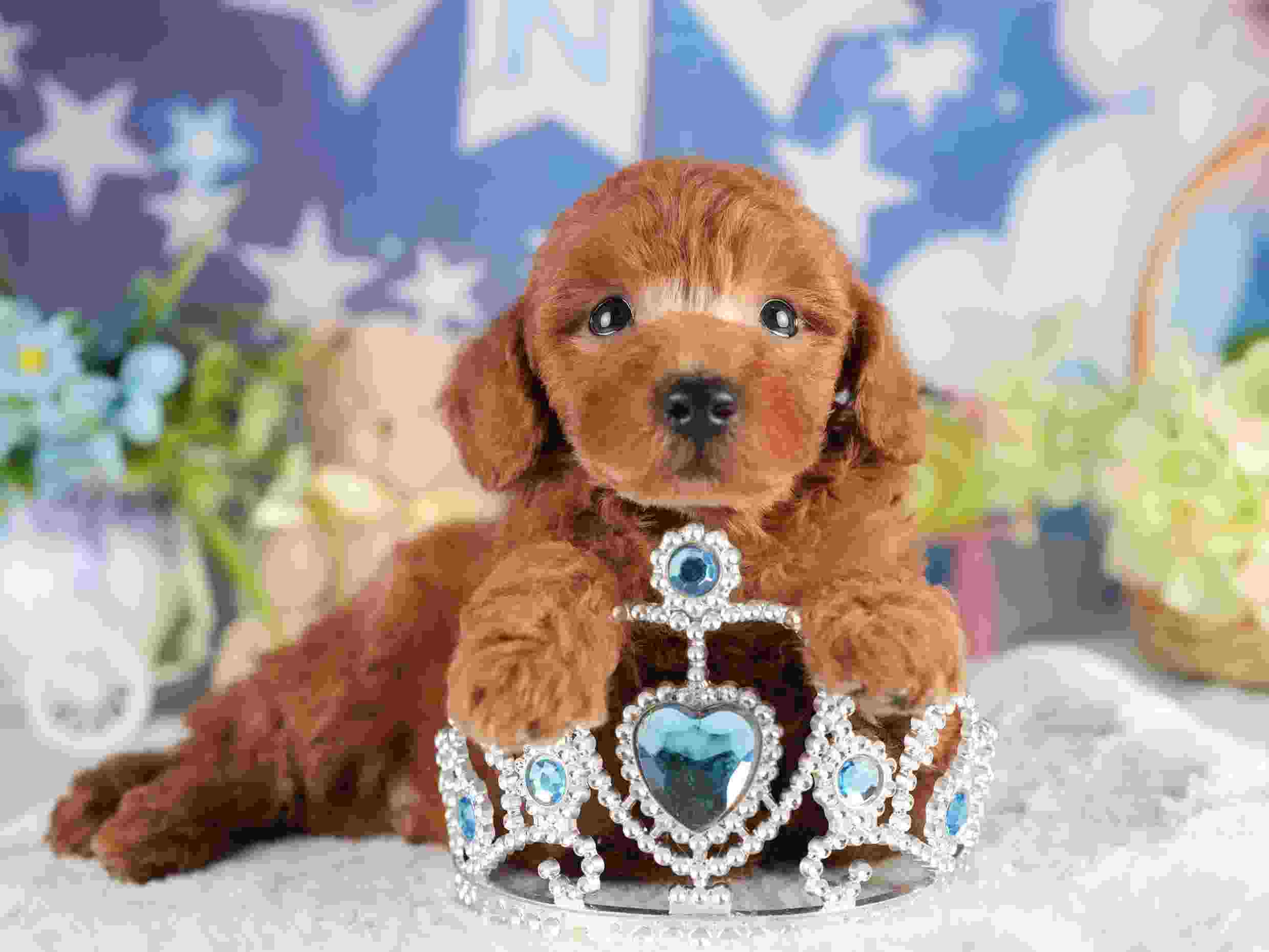 トイ・プードル | 男の子 | レッド | 2026年2月5日