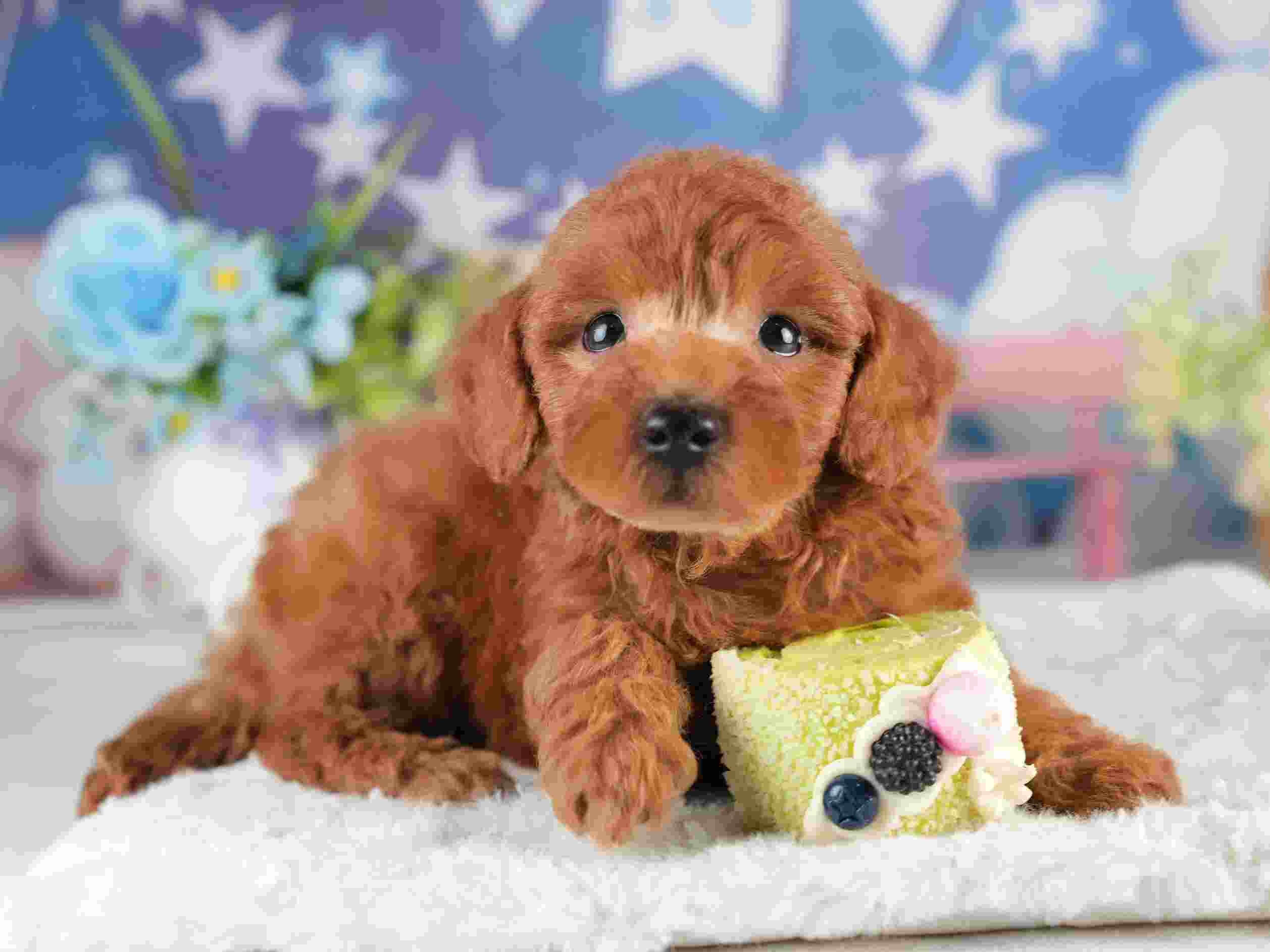 トイ・プードル | 男の子 | レッド | 2026年2月5日