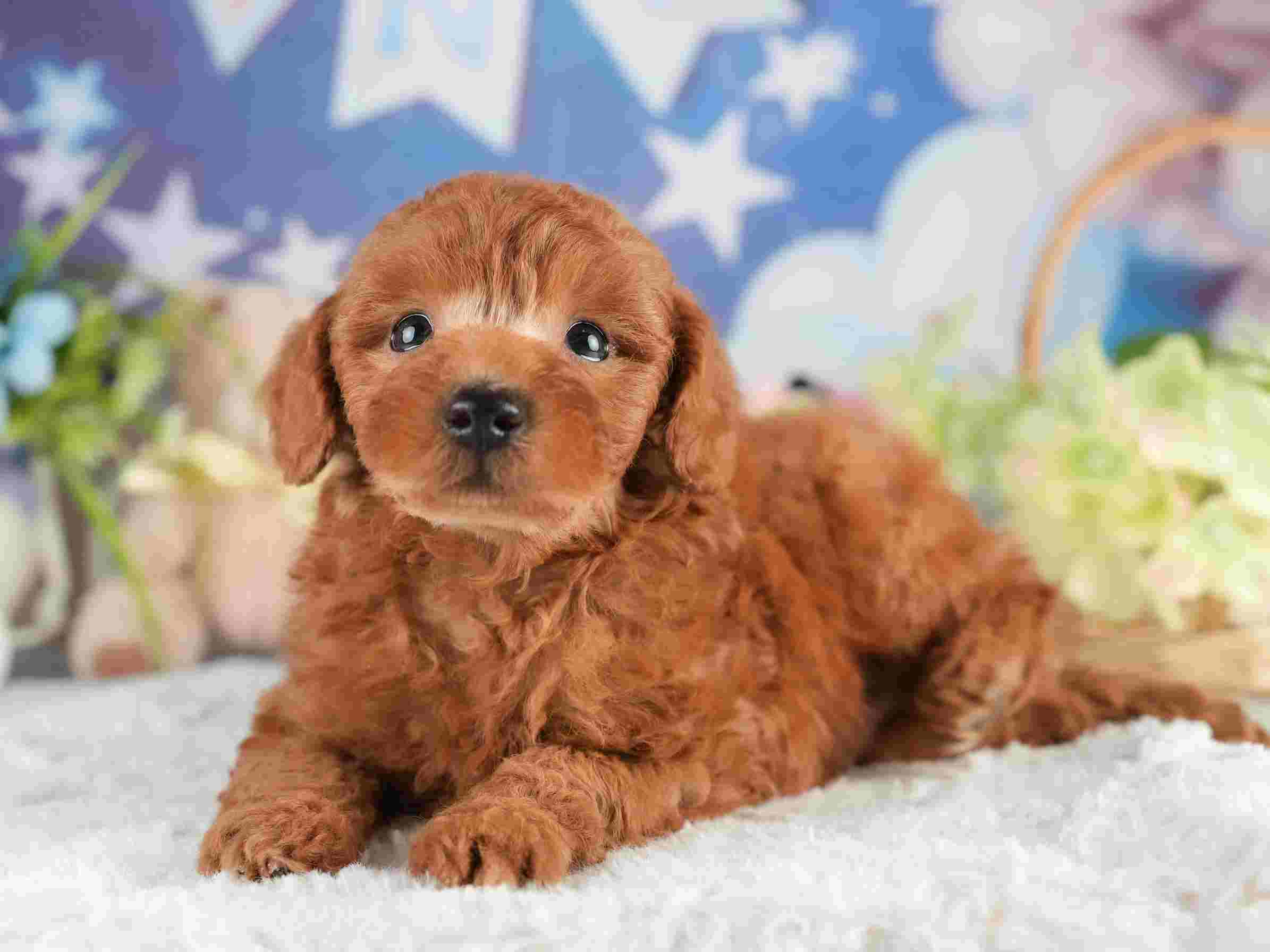 トイ・プードル | 男の子 | レッド | 2026年2月5日