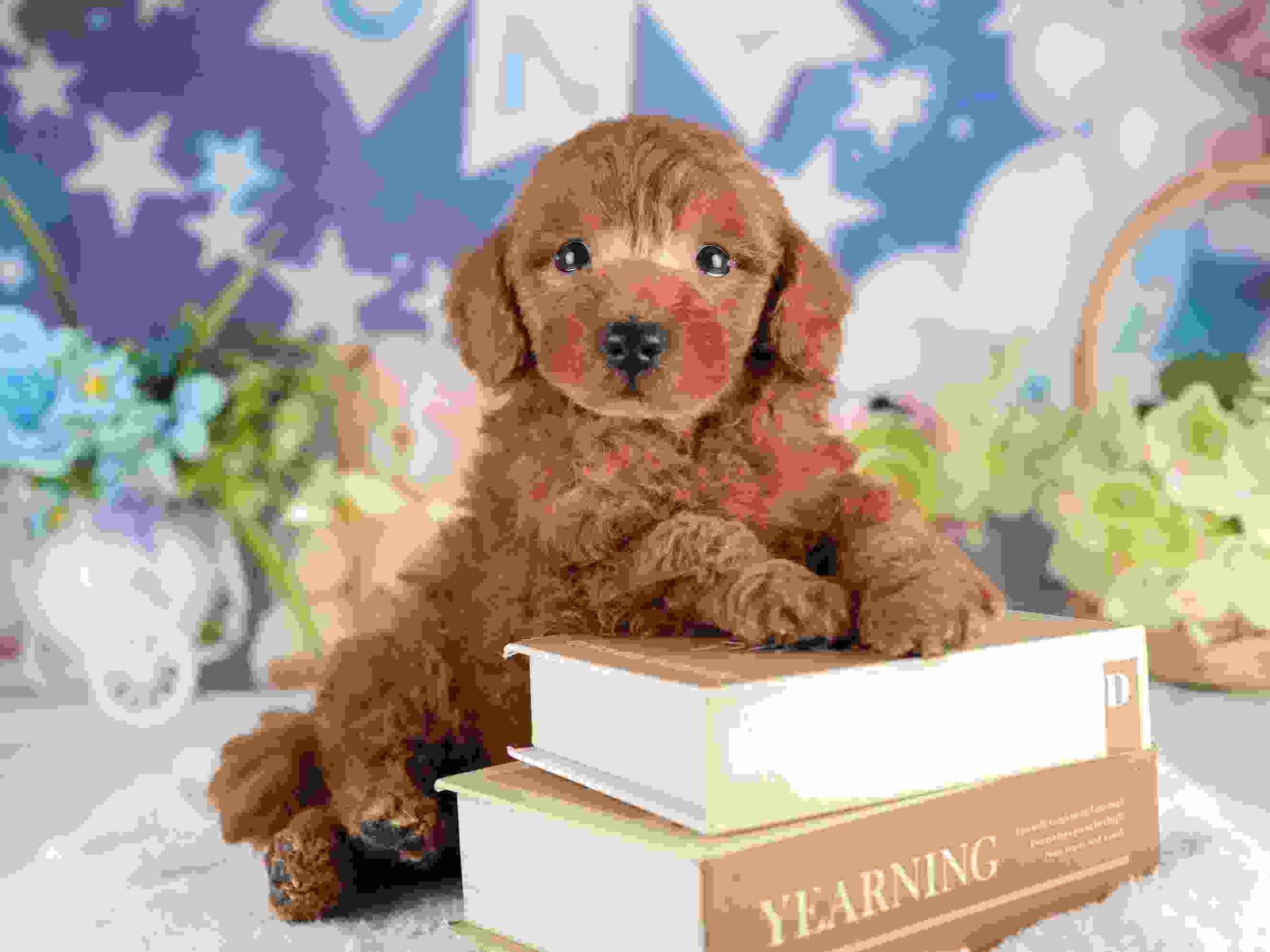 トイ・プードル | 男の子 | レッド | 2026年2月5日