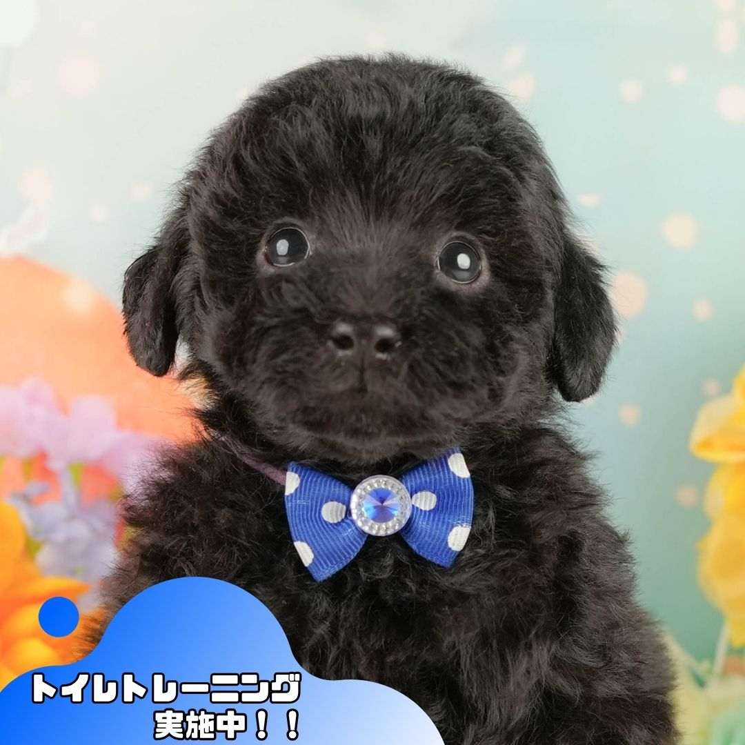 トイ・プードル | 男の子 | ブラック | 2026年2月5日