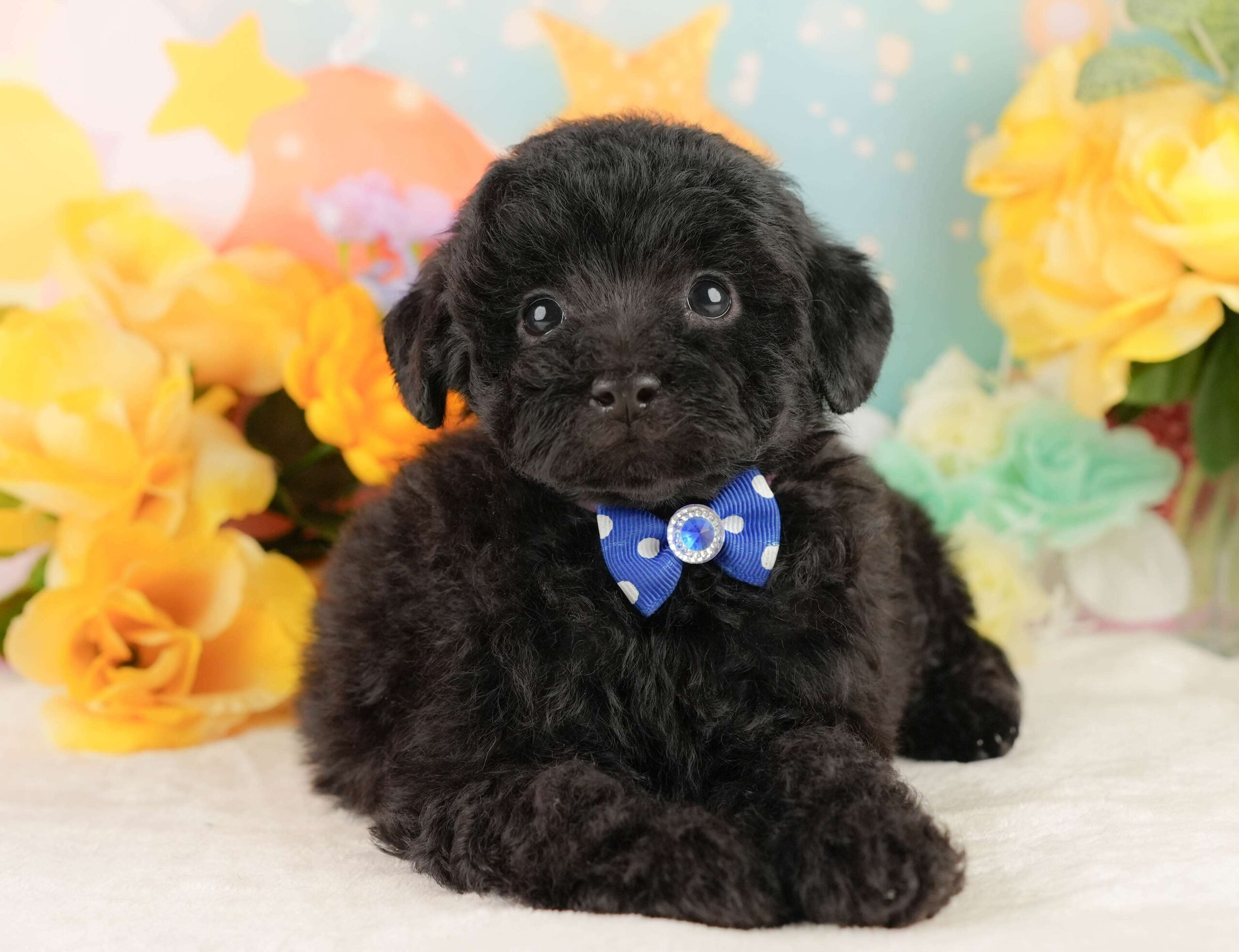 トイ・プードル | 男の子 | ブラック | 2026年2月5日