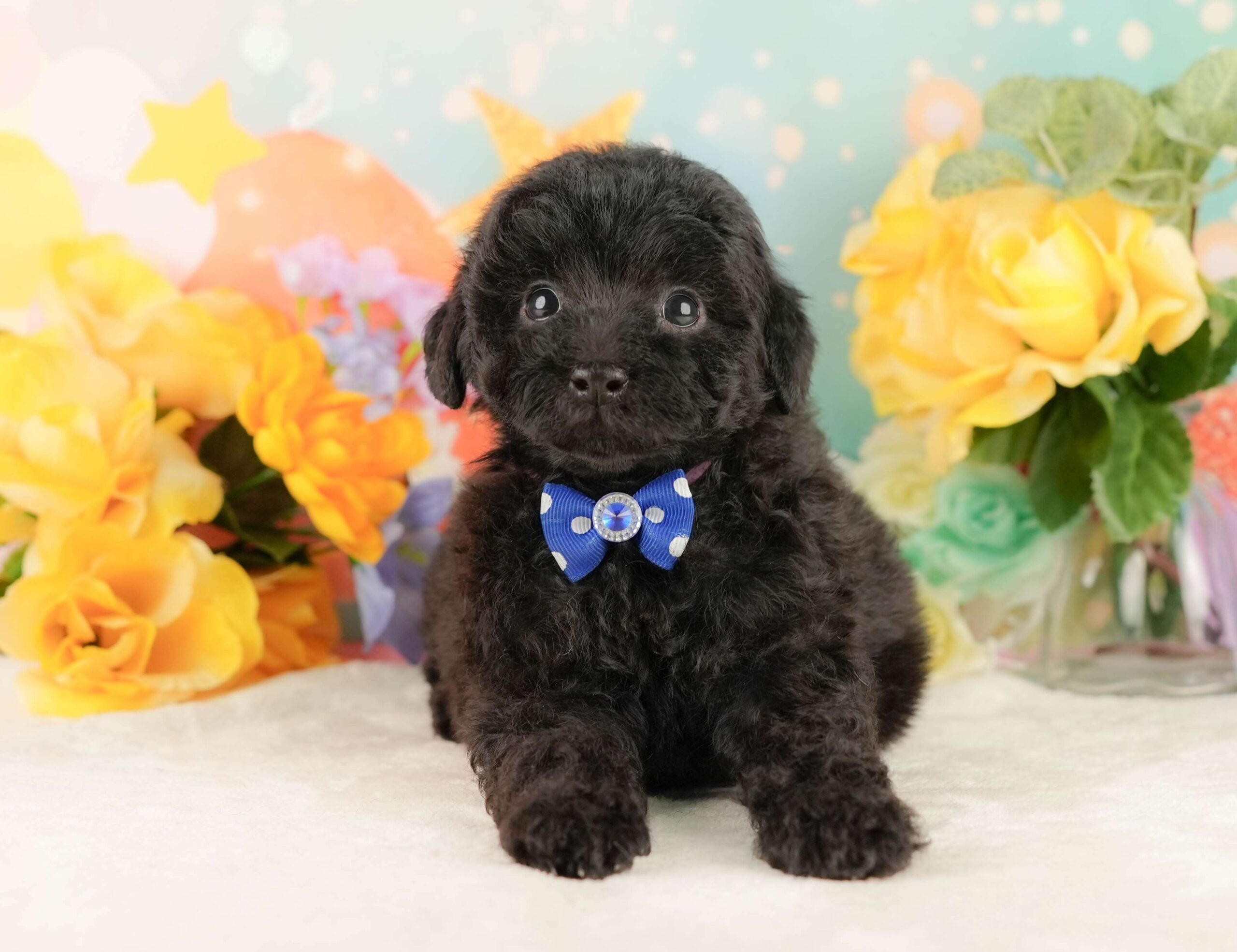 トイ・プードル | 男の子 | ブラック | 2026年2月5日