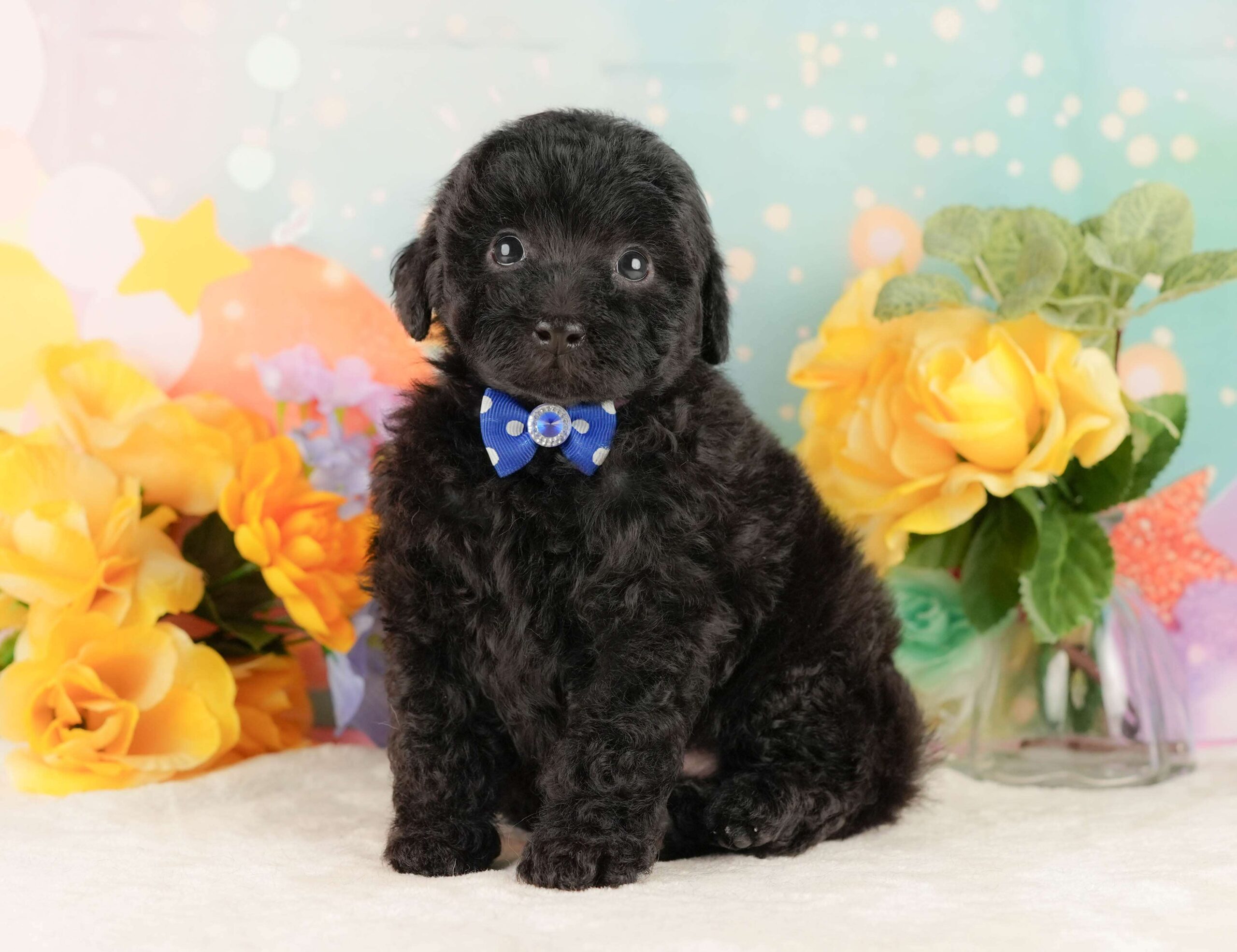 トイ・プードル | 男の子 | ブラック | 2026年2月5日