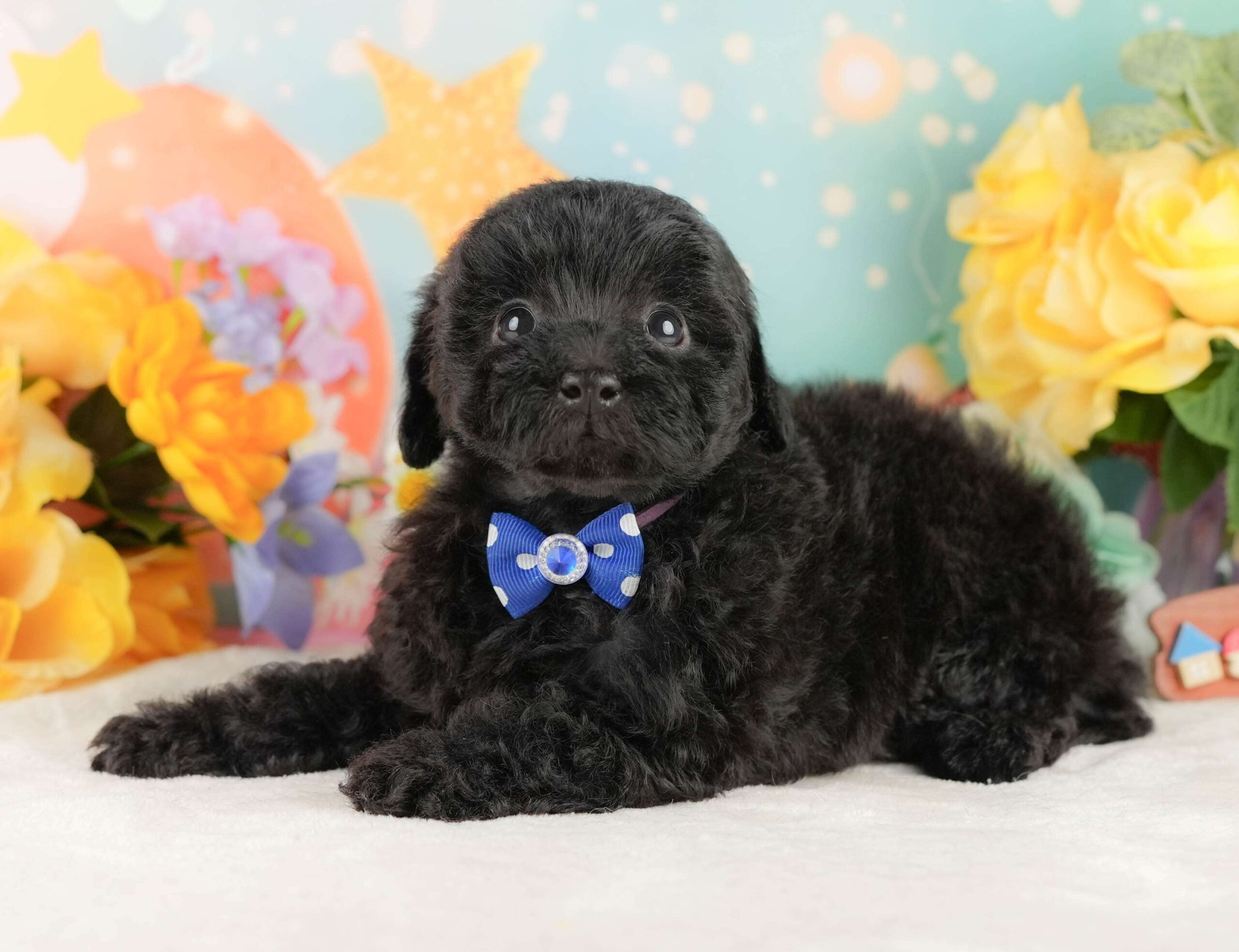 トイ・プードル | 男の子 | ブラック | 2026年2月5日