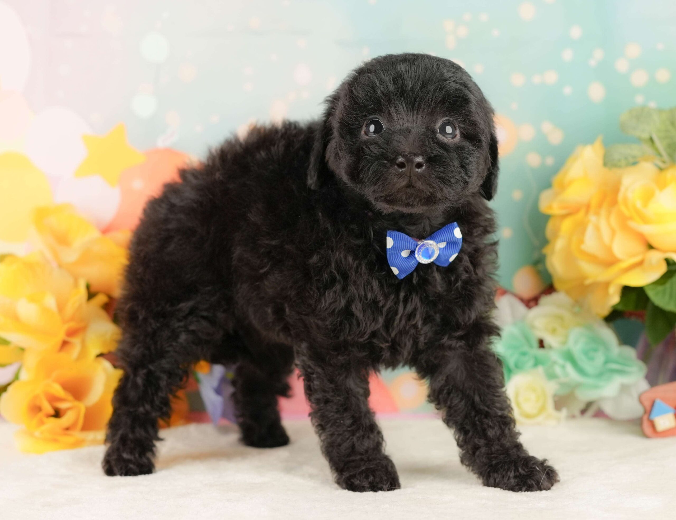 トイ・プードル | 男の子 | ブラック | 2026年2月5日