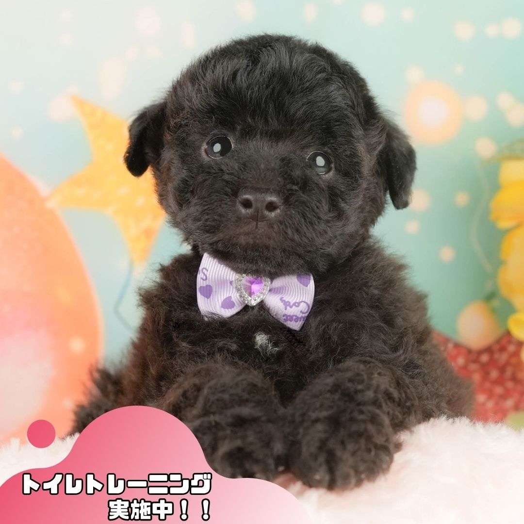 トイ・プードル | 男の子 | ブラック | 2026年2月5日