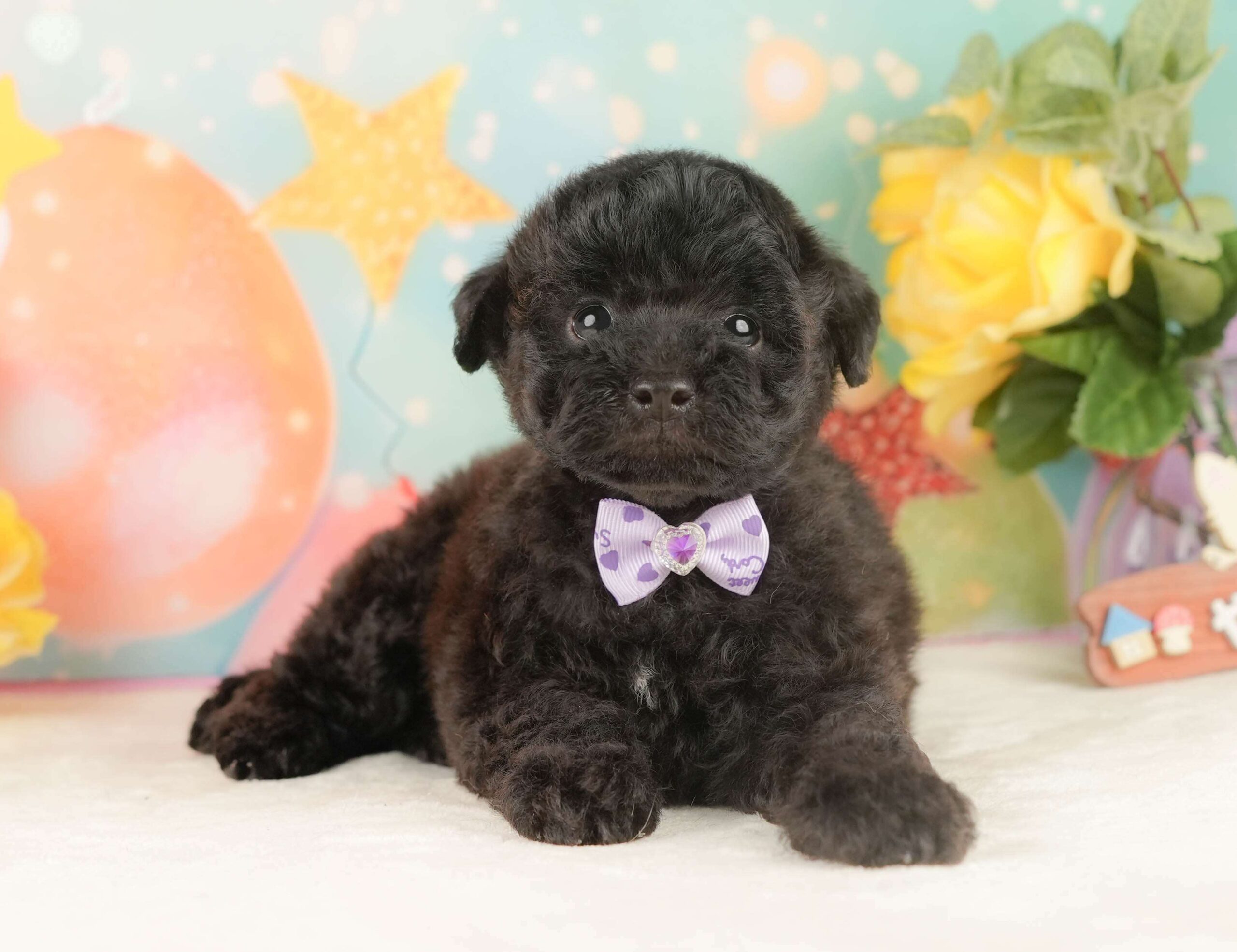 トイ・プードル | 男の子 | ブラック | 2026年2月5日