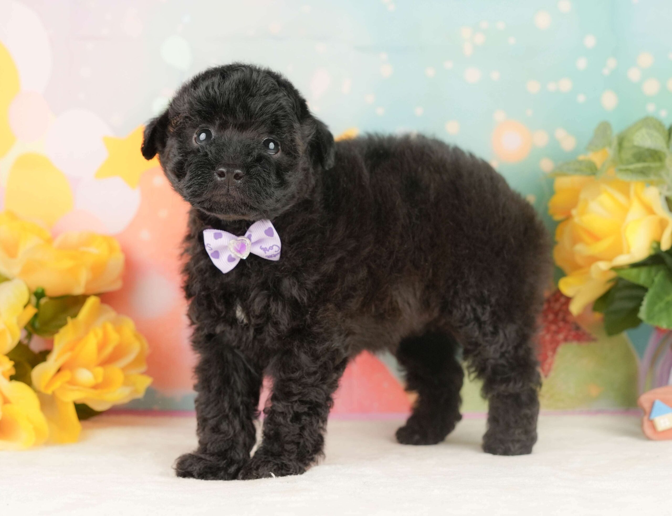 トイ・プードル | 男の子 | ブラック | 2026年2月5日