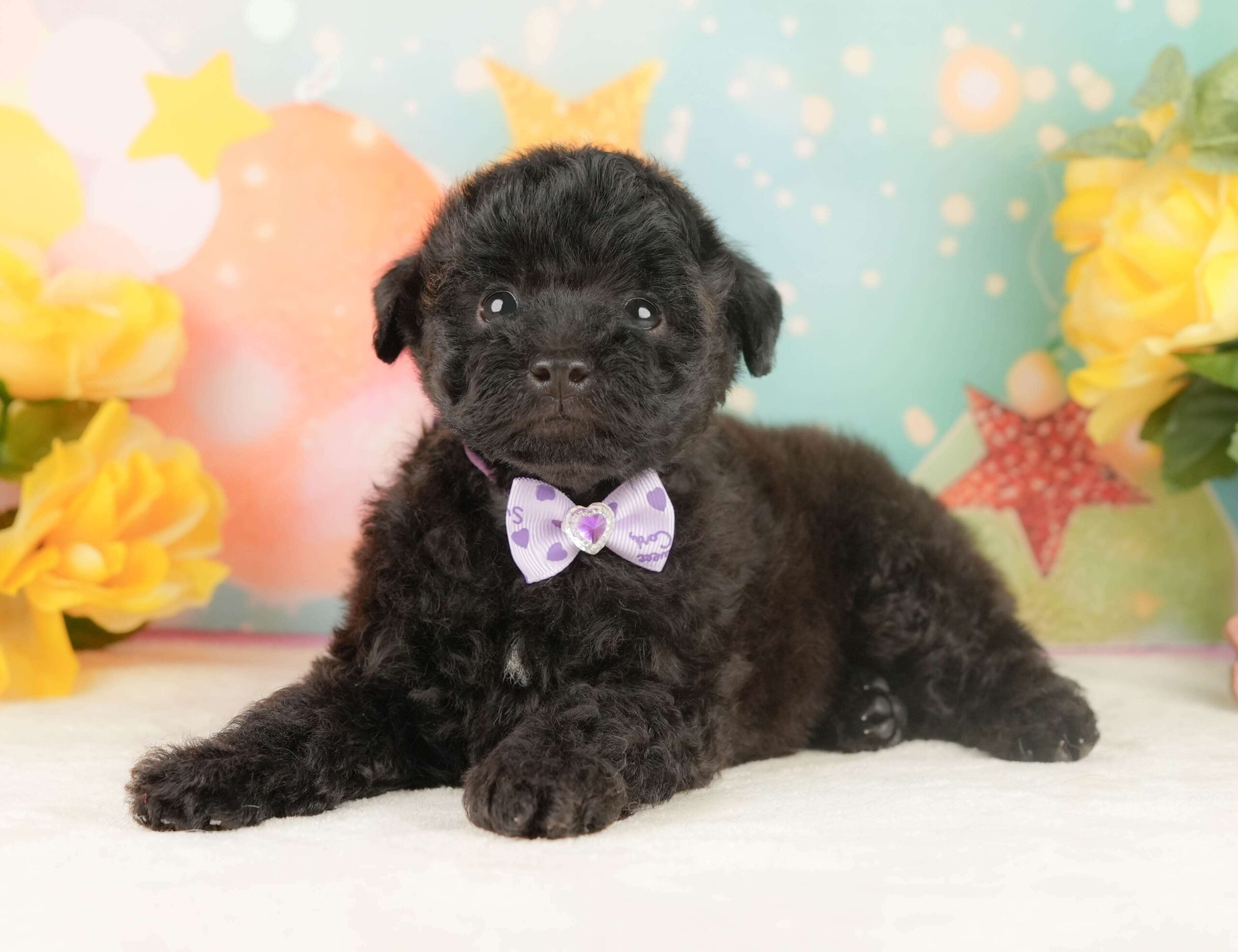 トイ・プードル | 男の子 | ブラック | 2026年2月5日