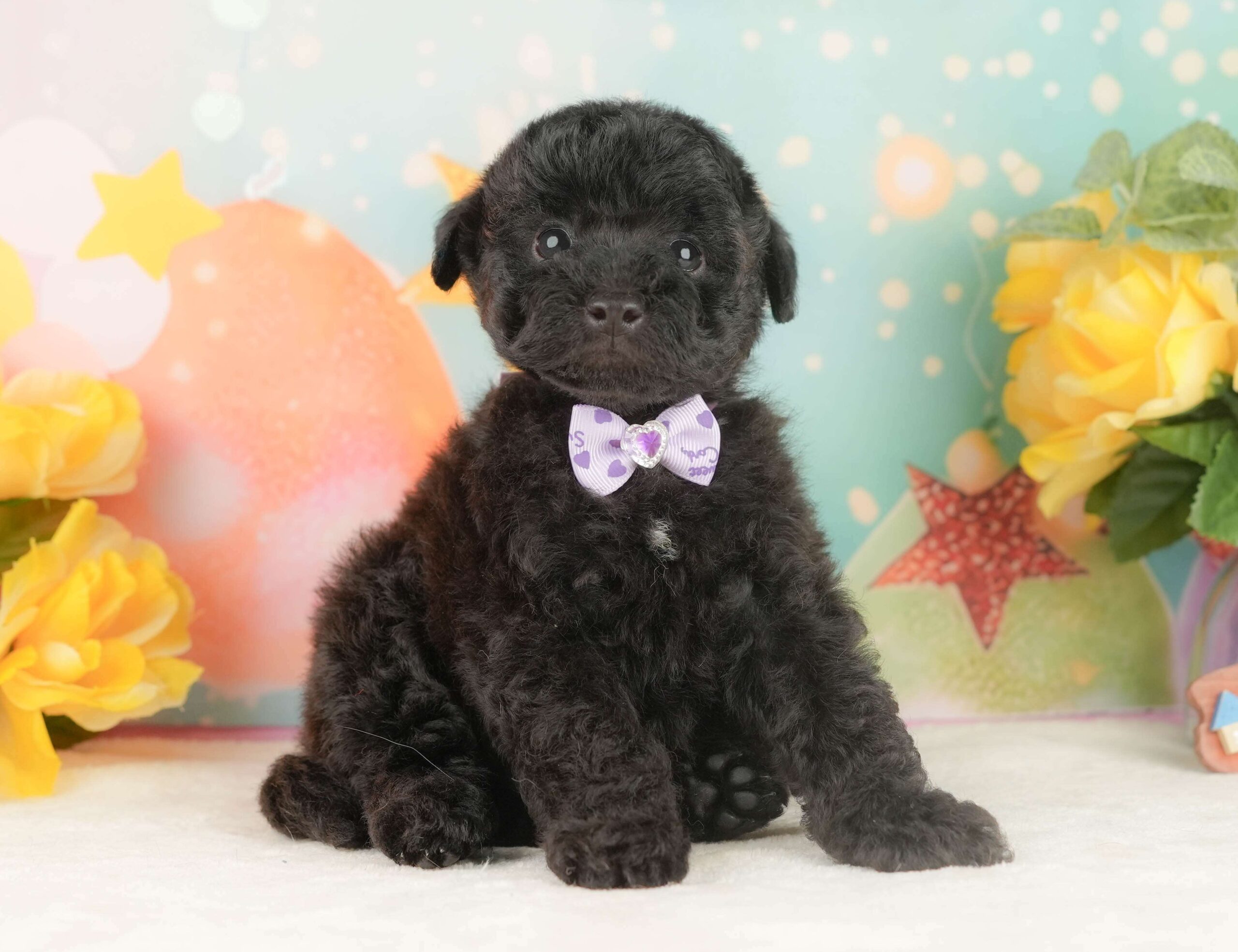 トイ・プードル | 男の子 | ブラック | 2026年2月5日