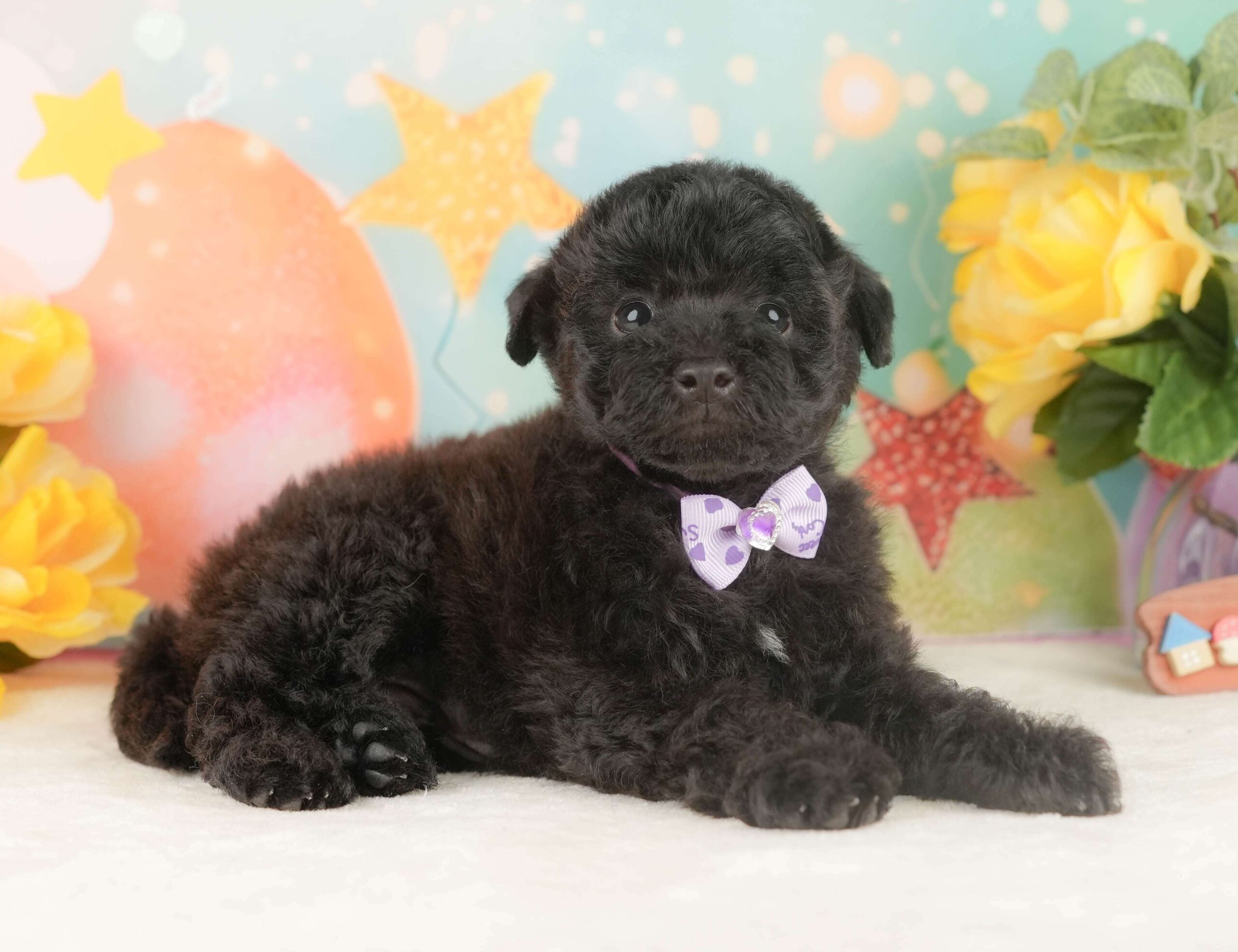 トイ・プードル | 男の子 | ブラック | 2026年2月5日