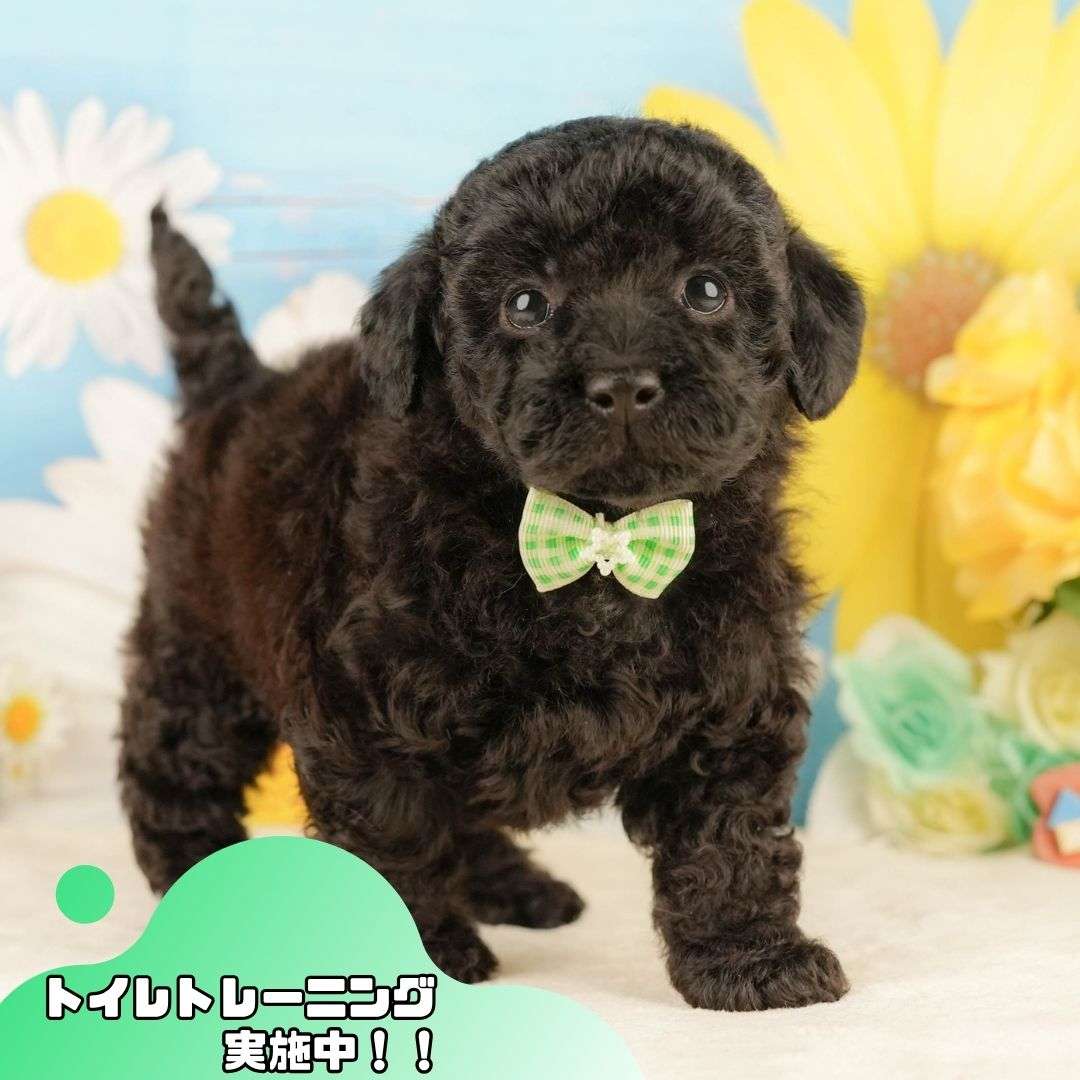 トイ・プードル | 男の子 | ブラック | 2026年2月5日