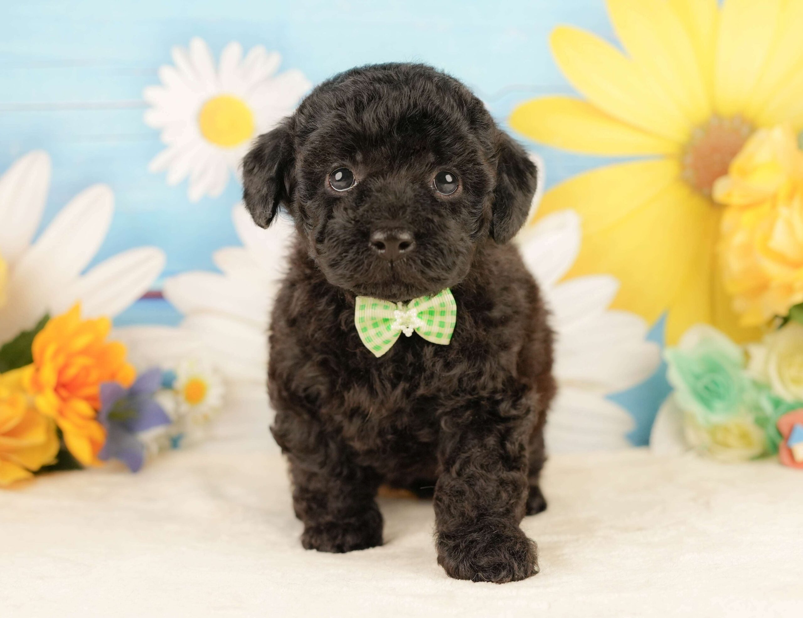 トイ・プードル | 男の子 | ブラック | 2026年2月5日