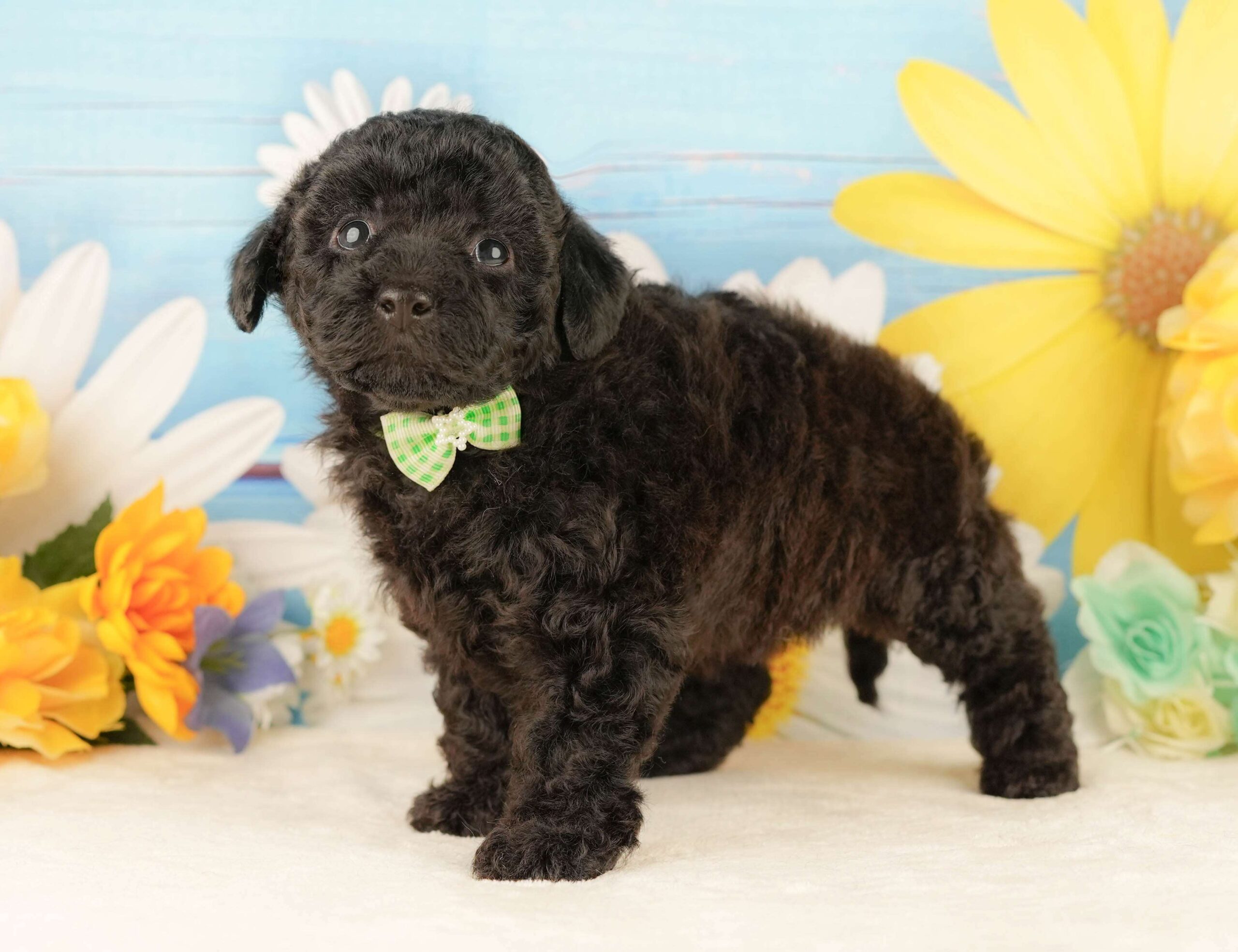 トイ・プードル | 男の子 | ブラック | 2026年2月5日