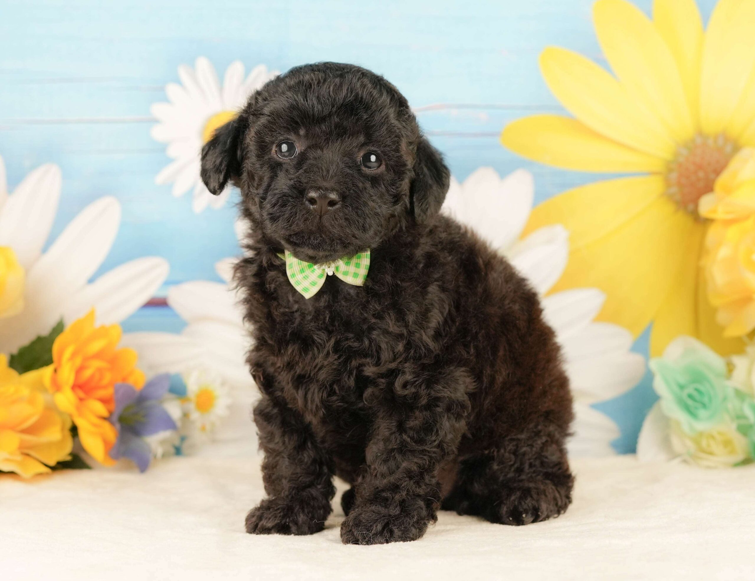 トイ・プードル | 男の子 | ブラック | 2026年2月5日