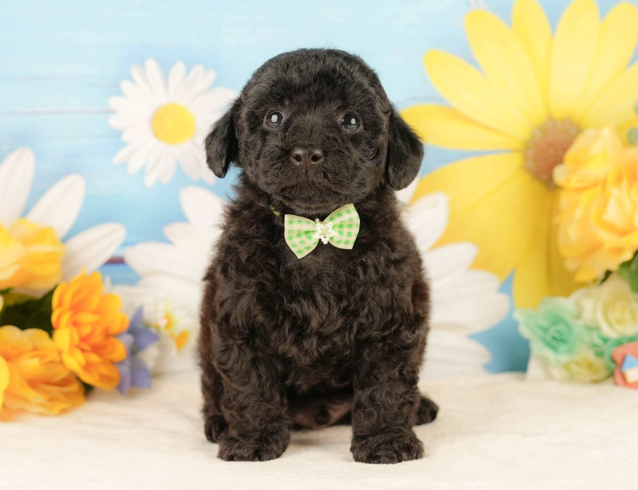 トイ・プードル | 男の子 | ブラック | 2026年2月5日