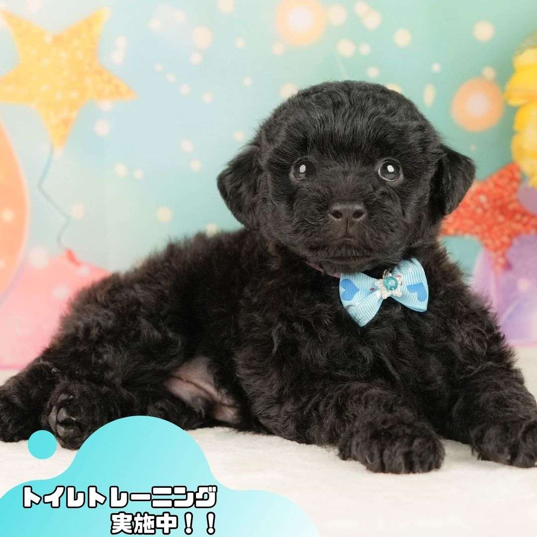 トイ・プードル | 男の子 | ブラック | 2026年2月5日