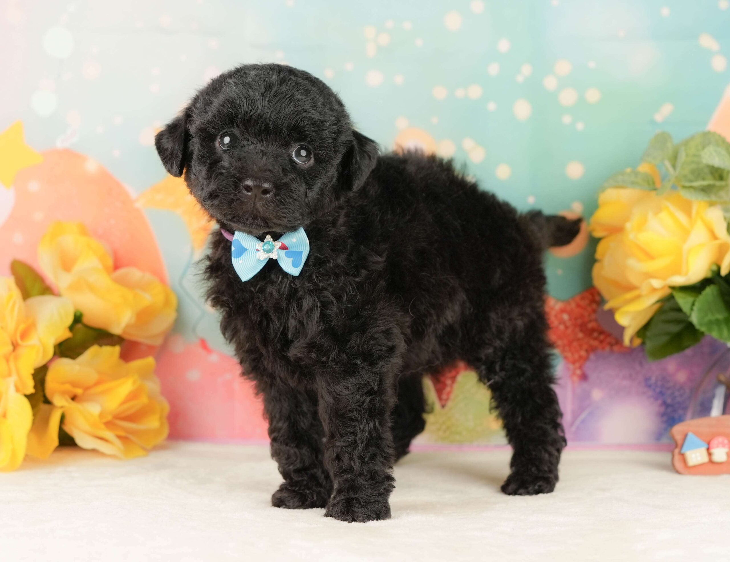 トイ・プードル | 男の子 | ブラック | 2026年2月5日