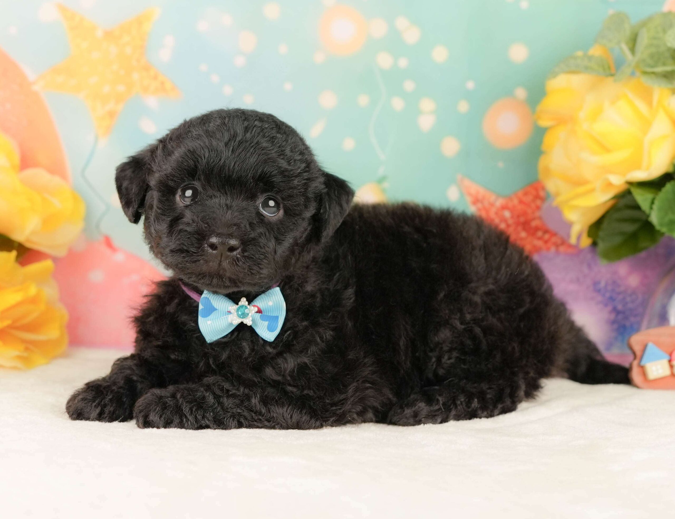 トイ・プードル | 男の子 | ブラック | 2026年2月5日