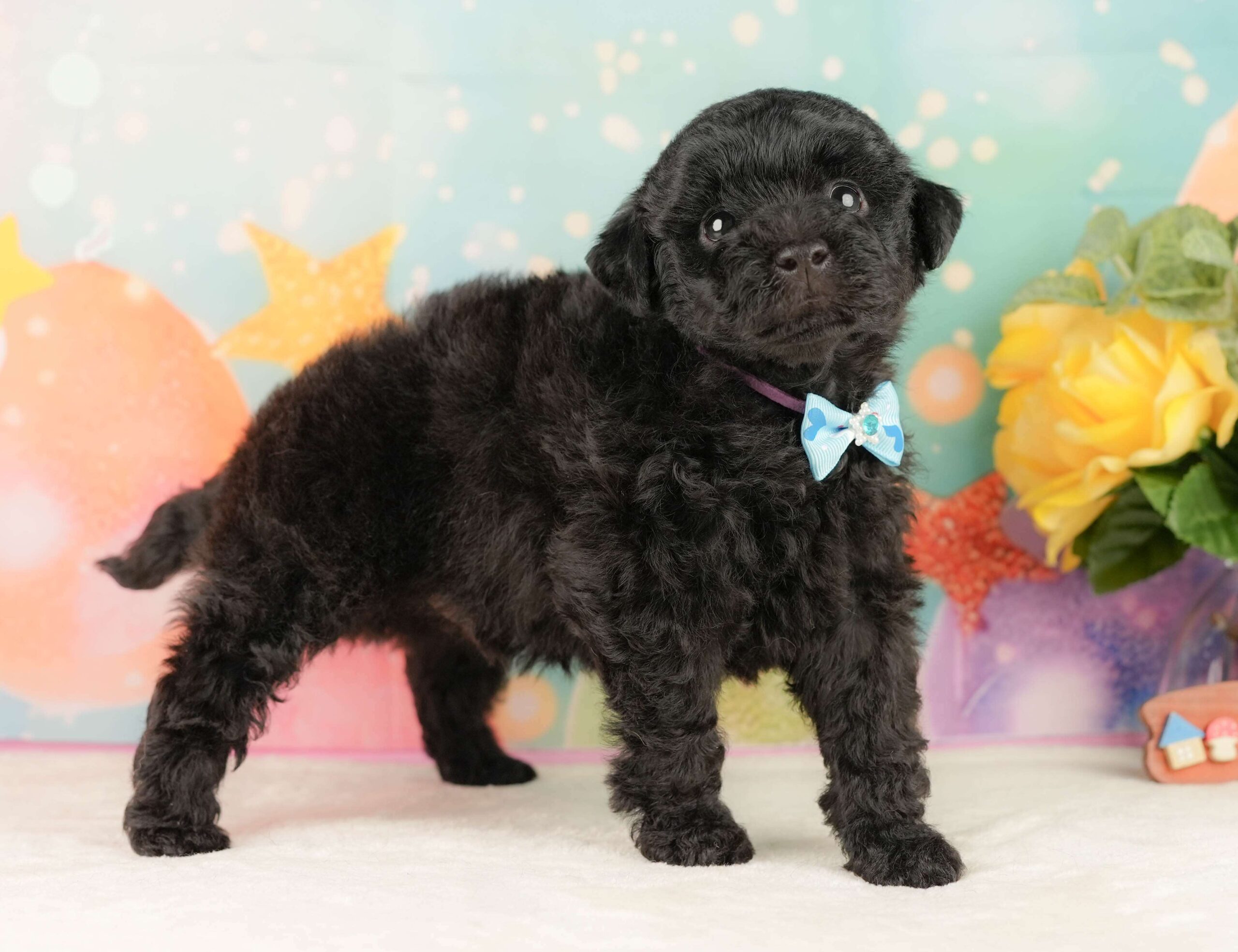 トイ・プードル | 男の子 | ブラック | 2026年2月5日