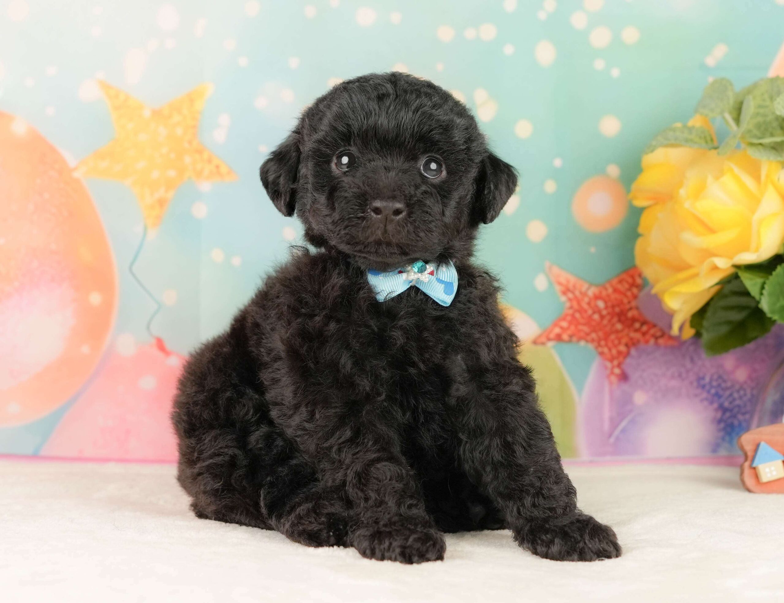 トイ・プードル | 男の子 | ブラック | 2026年2月5日