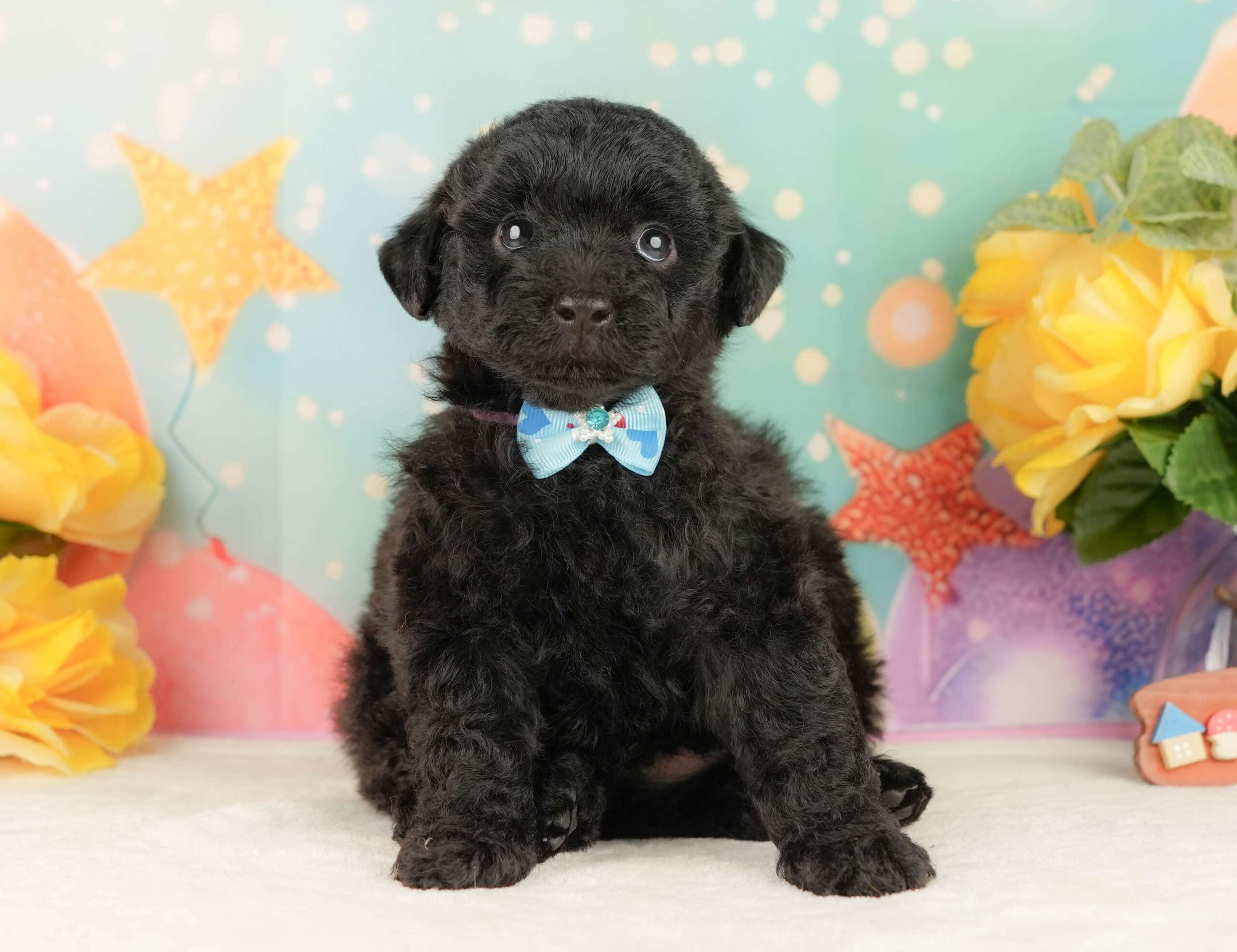 トイ・プードル | 男の子 | ブラック | 2026年2月5日