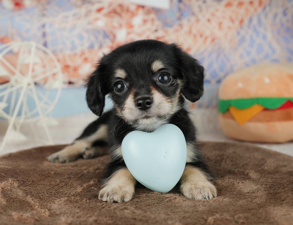 チワックス | 女の子 | ブラック＆タン | 2026年2月5日