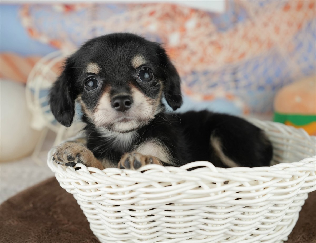 チワックス | 女の子 | ブラック＆タン | 2026年2月5日