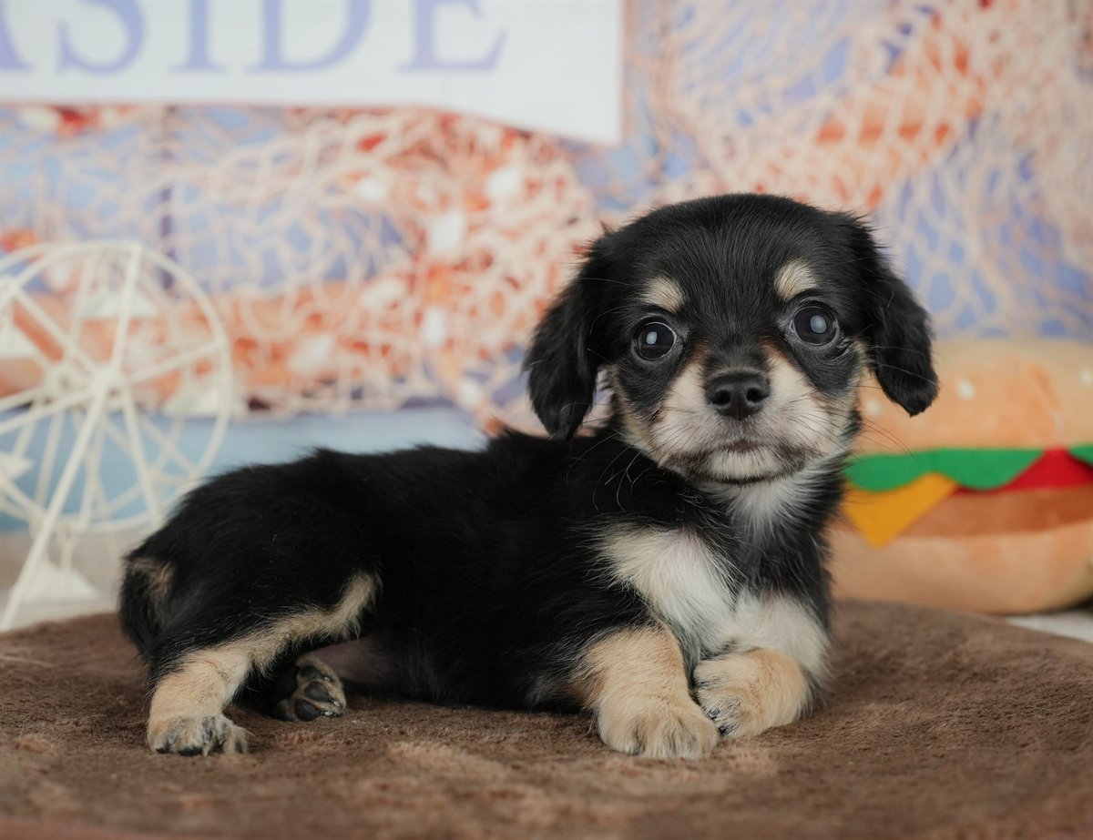 チワックス | 女の子 | ブラック＆タン | 2026年2月5日