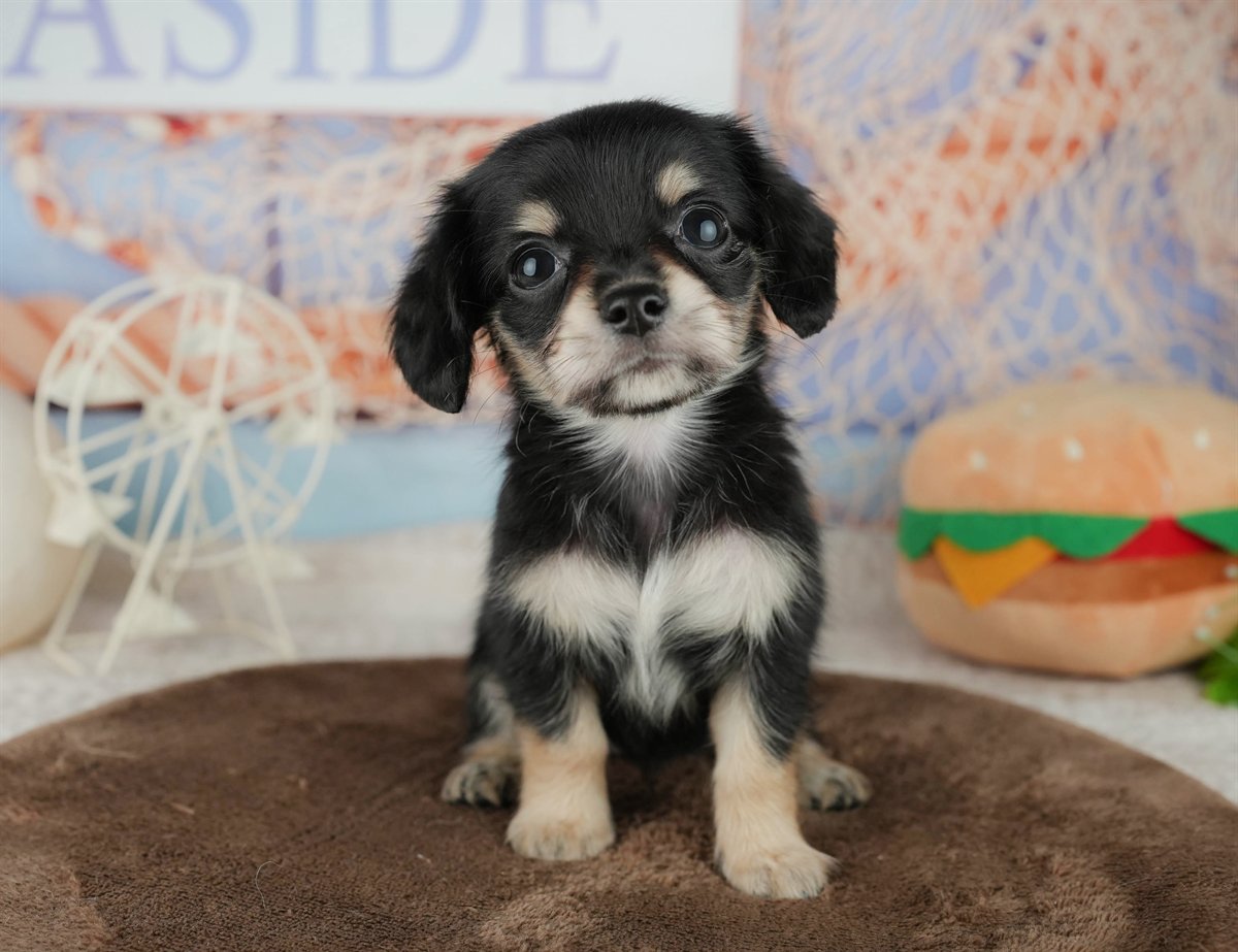 チワックス | 女の子 | ブラック＆タン | 2026年2月5日