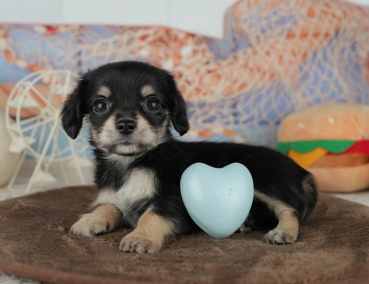 チワックス | 女の子 | ブラック＆タン | 2026年2月5日