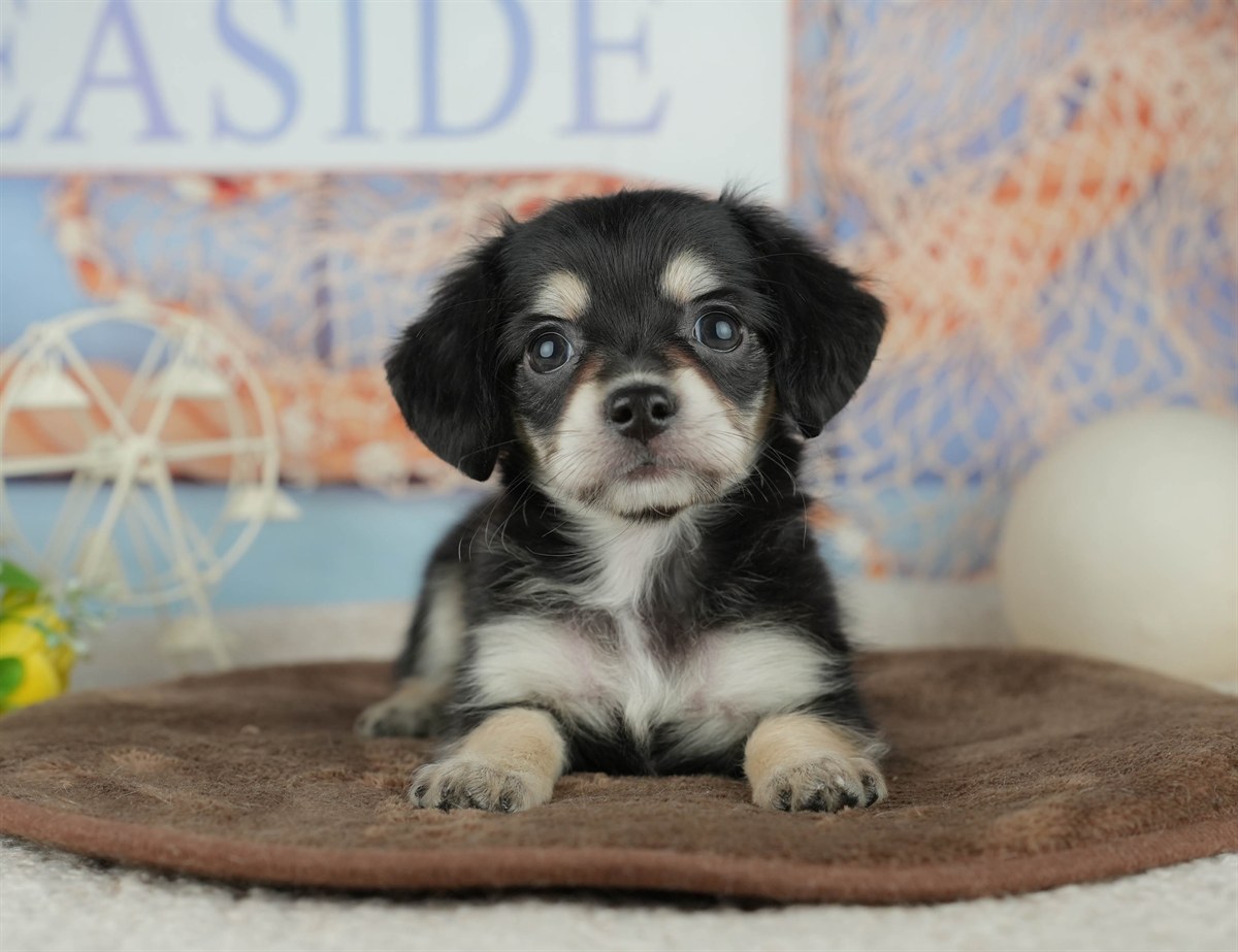 チワックス | 女の子 | ブラック＆タン | 2026年2月5日