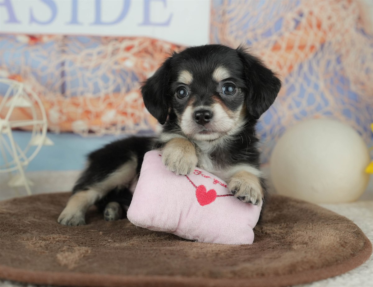 チワックス | 女の子 | ブラック&タン | 2026年2月5日